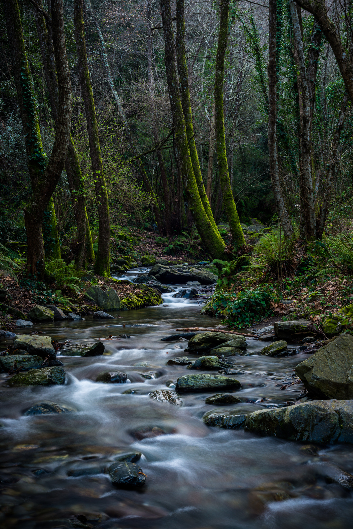 Nikon D610 + AF Nikkor 50mm f/1.8 sample photo. Montseny photography