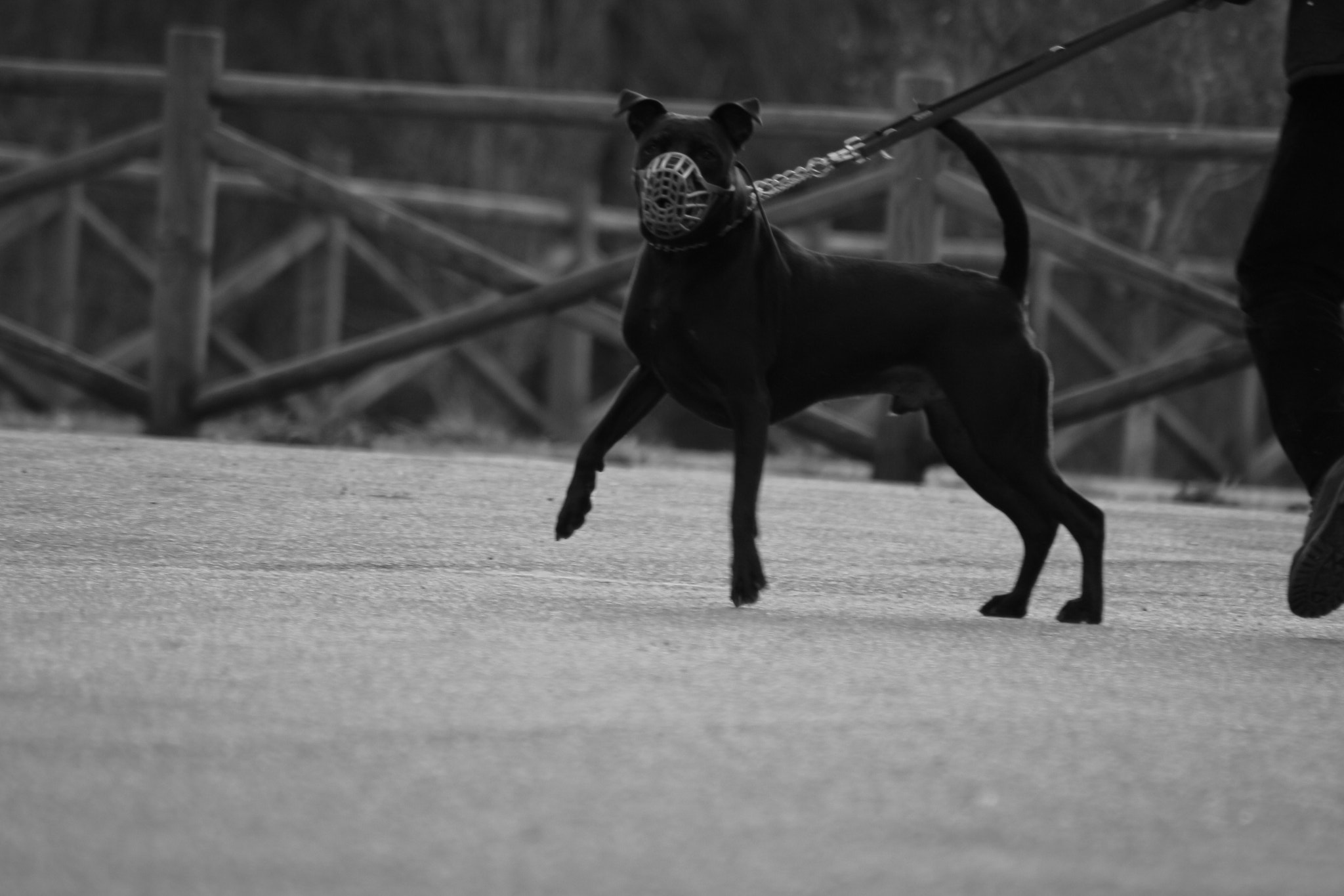 Canon EOS 100D (EOS Rebel SL1 / EOS Kiss X7) sample photo. Furious dog photography