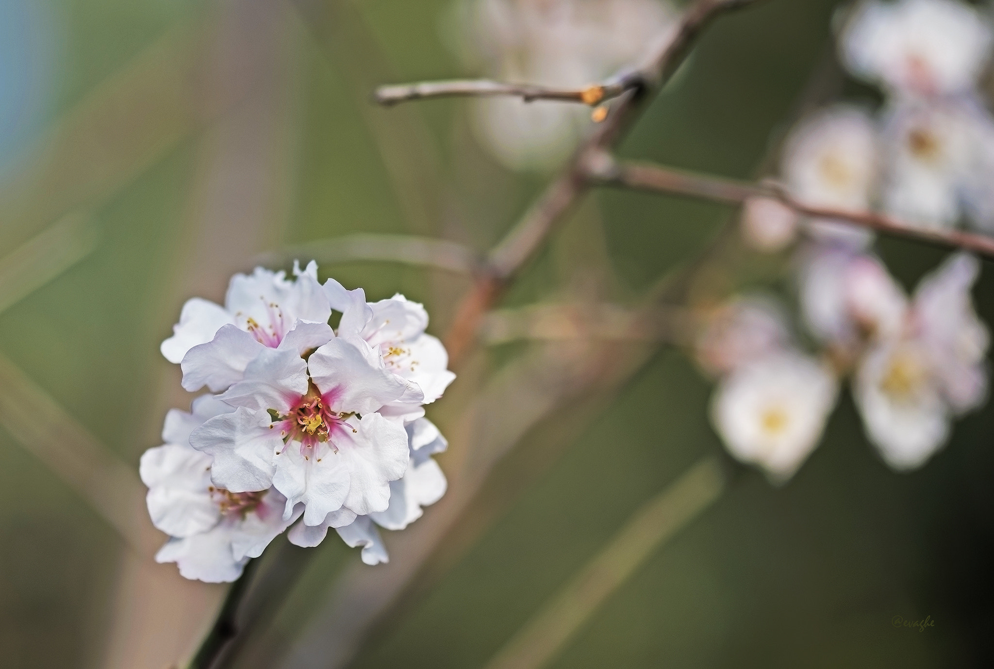 Sigma 105mm F2.8 EX DG OS HSM sample photo. Mandorlo photography