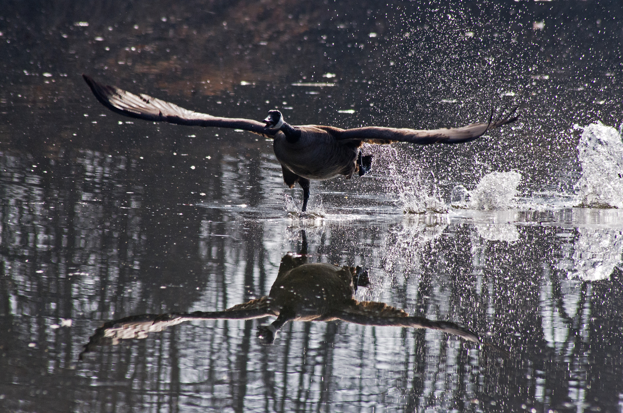 Pentax K-x + Sigma sample photo. Take off photography