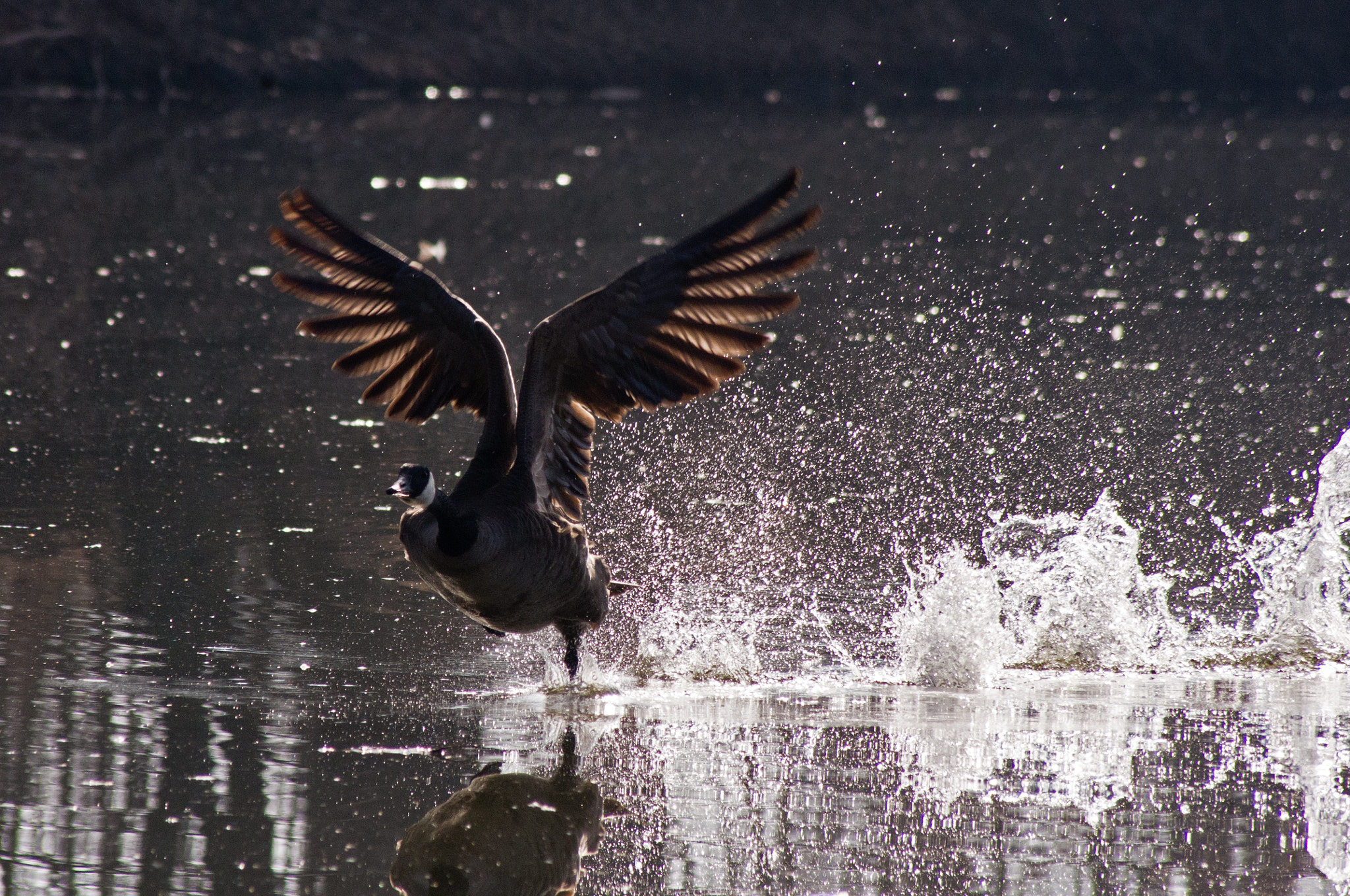 Pentax K-x sample photo. Take off with a splash photography