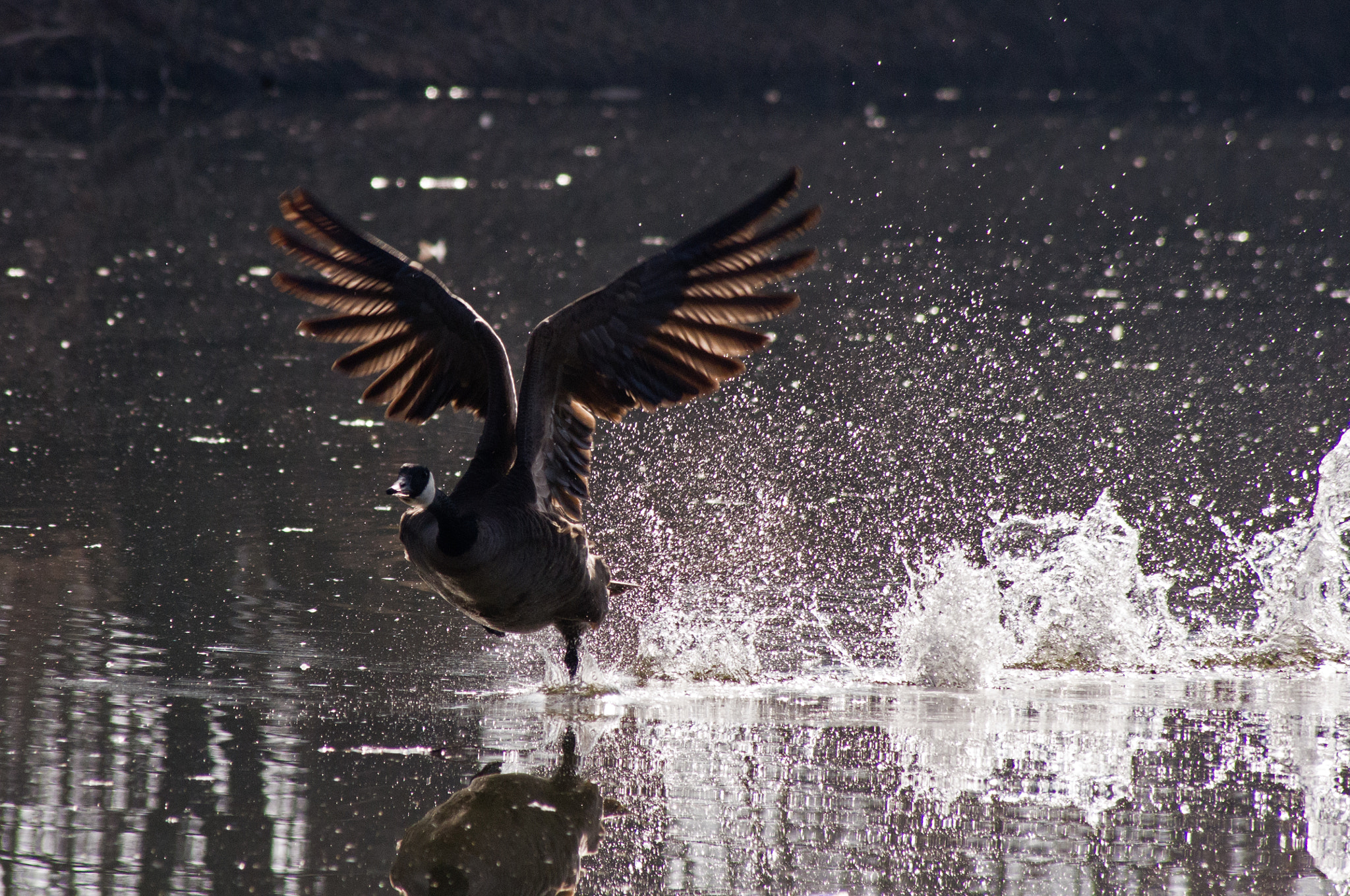 Pentax K-x + Sigma sample photo. Take off with a splash photography