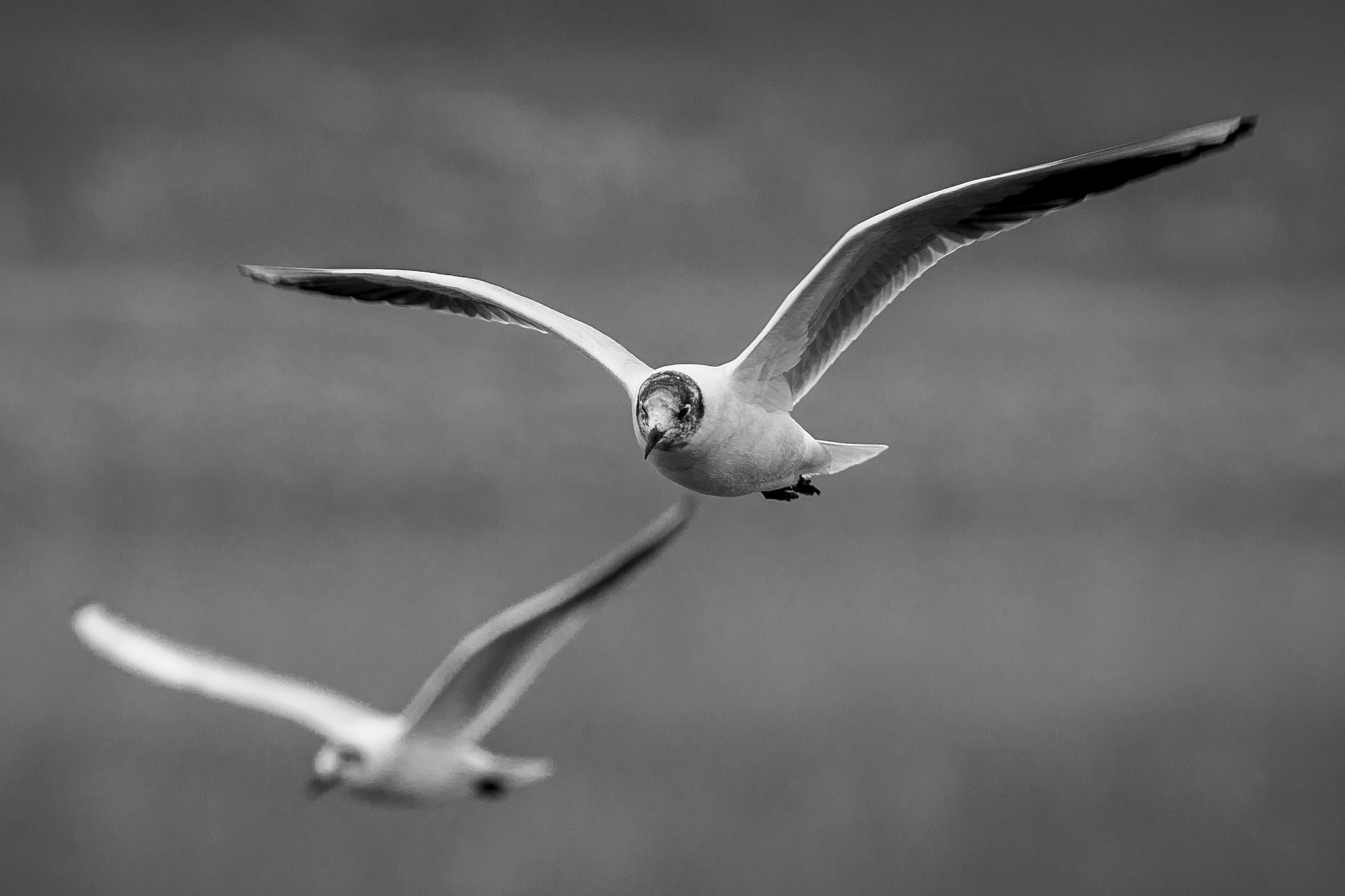 Sigma 70-200mm F2.8 EX DG OS HSM sample photo. Seagull photography