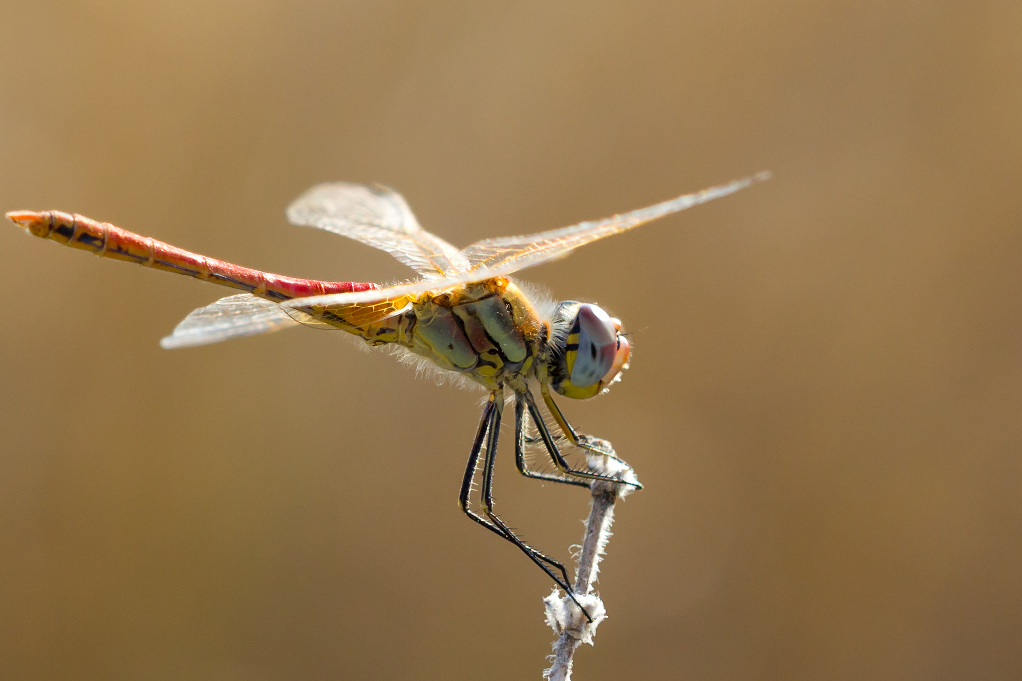 Canon EF 100mm F2.8 Macro USM sample photo. Dragonfly photography