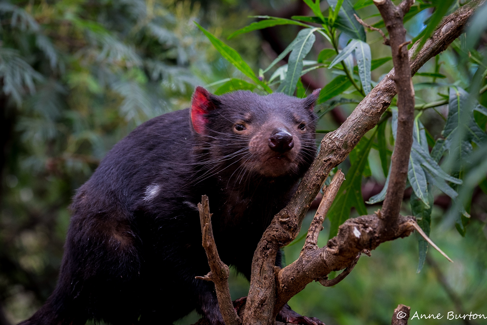 Fujifilm X-T1 + Fujifilm XF 50-140mm F2.8 R LM OIS WR sample photo. Tree devil photography