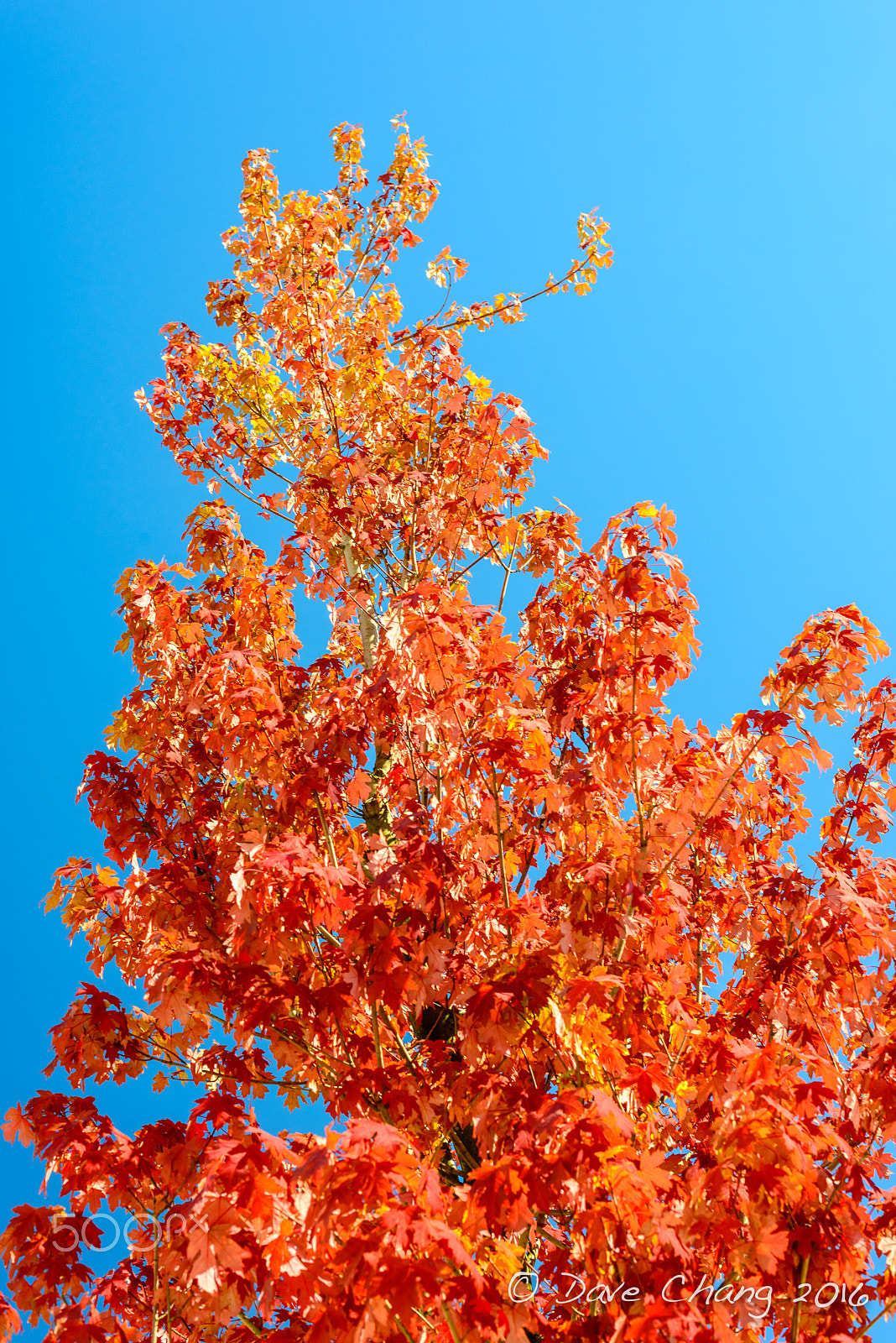 AF Nikkor 50mm f/1.4 sample photo. Orange leaves in the wind photography