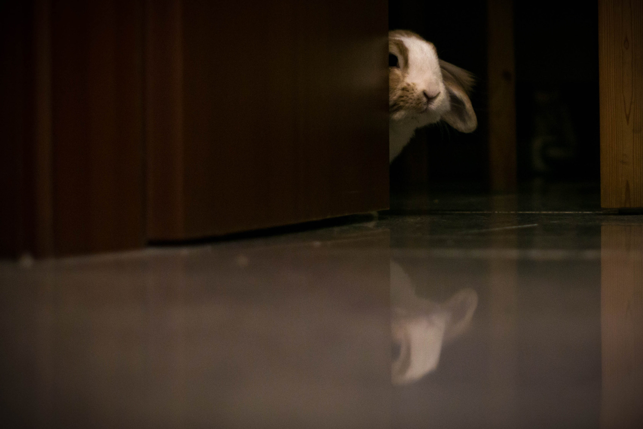 Sony FE 50mm F1.8 sample photo. Kuckuck... photography