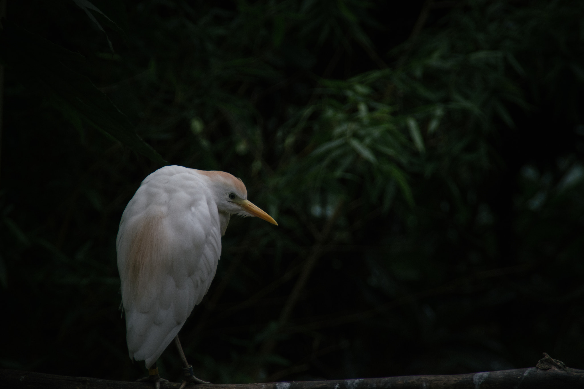 Nikon D7200 sample photo. Egret photography