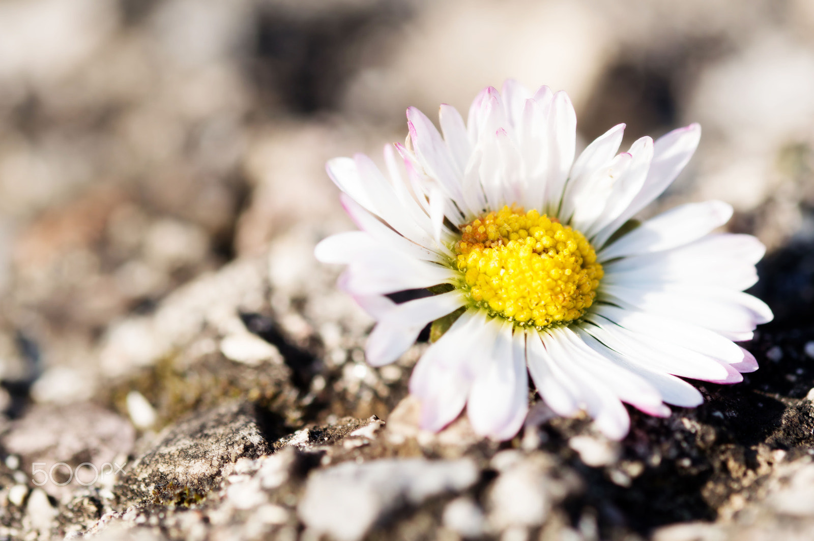 Sigma 105mm F2.8 EX DG OS HSM sample photo. Margherita photography