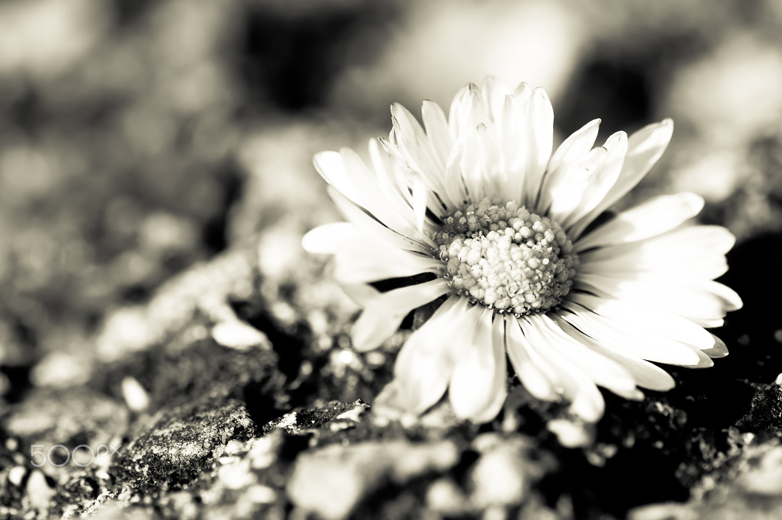 Sigma 105mm F2.8 EX DG OS HSM sample photo. Margherita bn photography