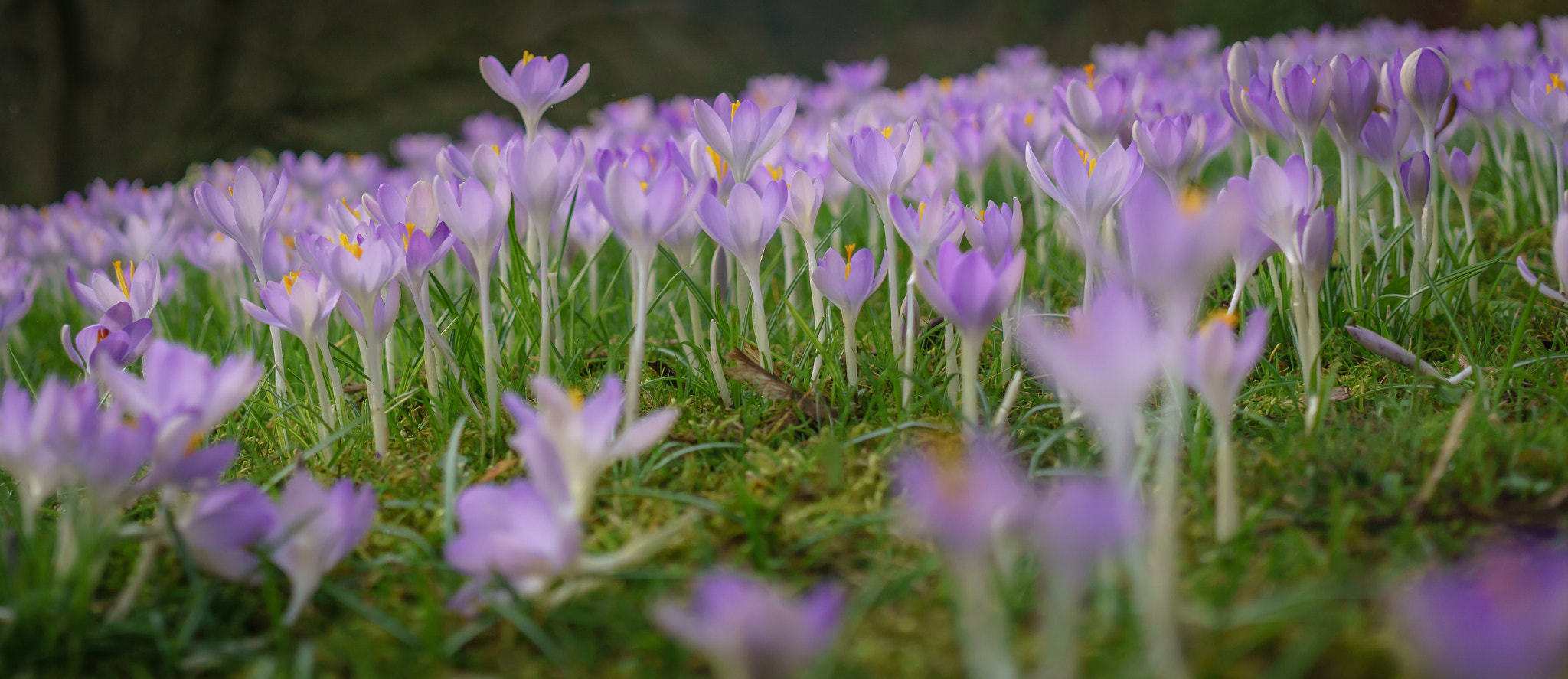Sigma 30mm F2.8 EX DN sample photo. Crocus photography