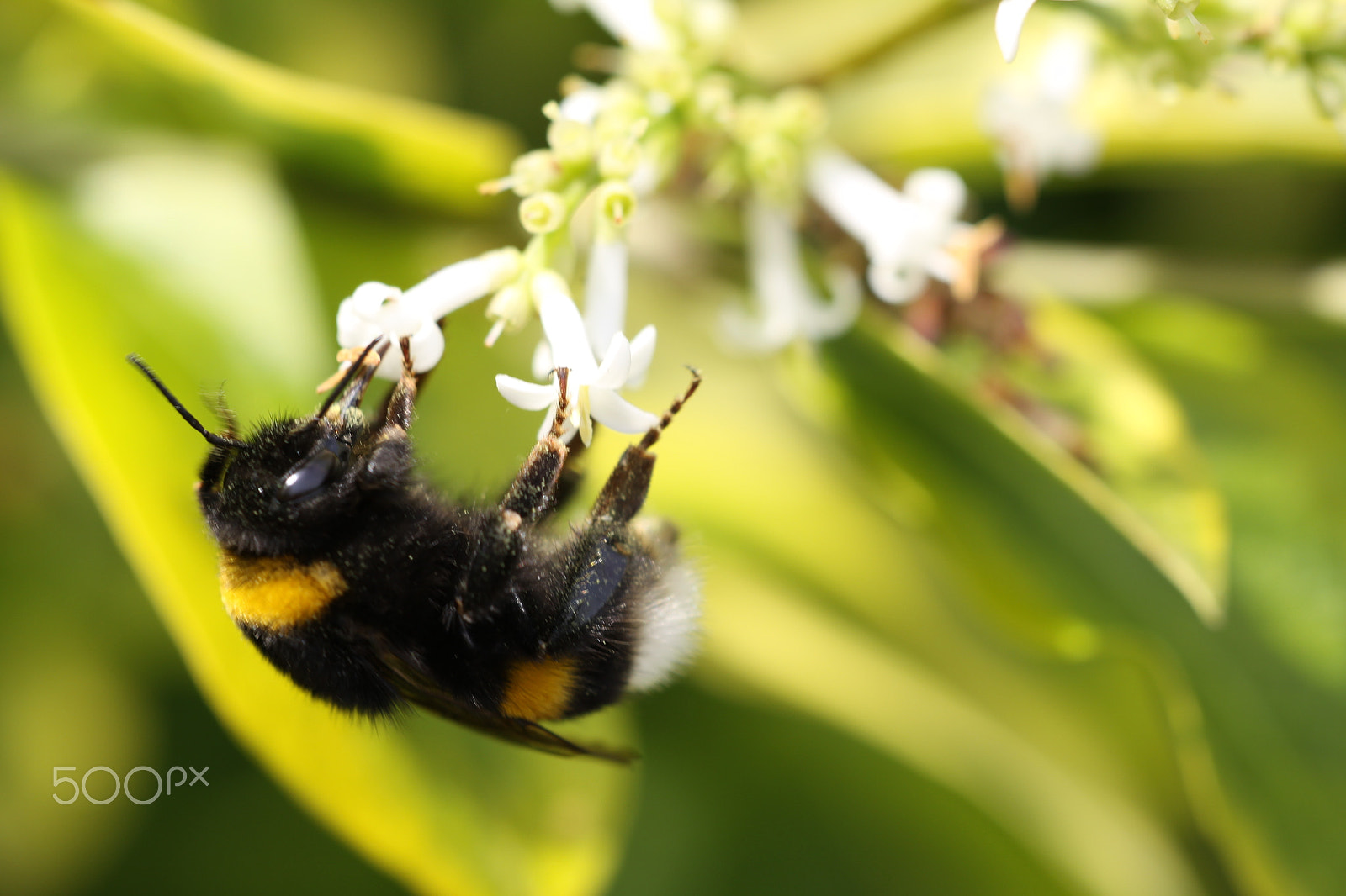 Canon EOS 50D sample photo. Honeybee on flower photography