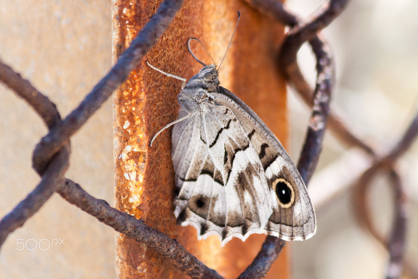 Canon EF 70-300mm F4-5.6 IS USM sample photo. Butterfly photography