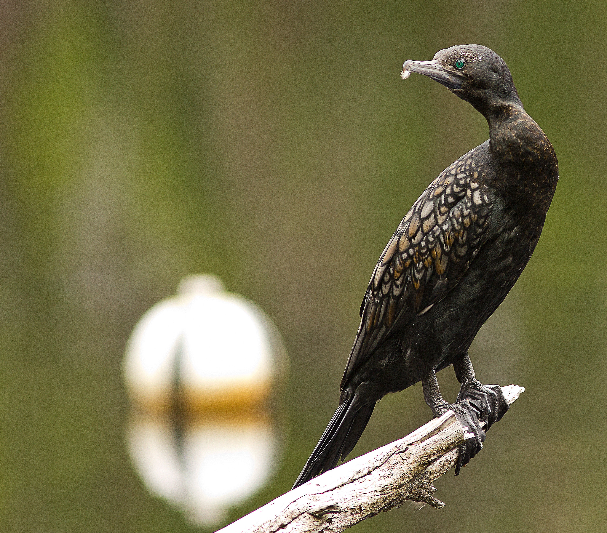 Canon EOS 550D (EOS Rebel T2i / EOS Kiss X4) sample photo. Cormorant photography