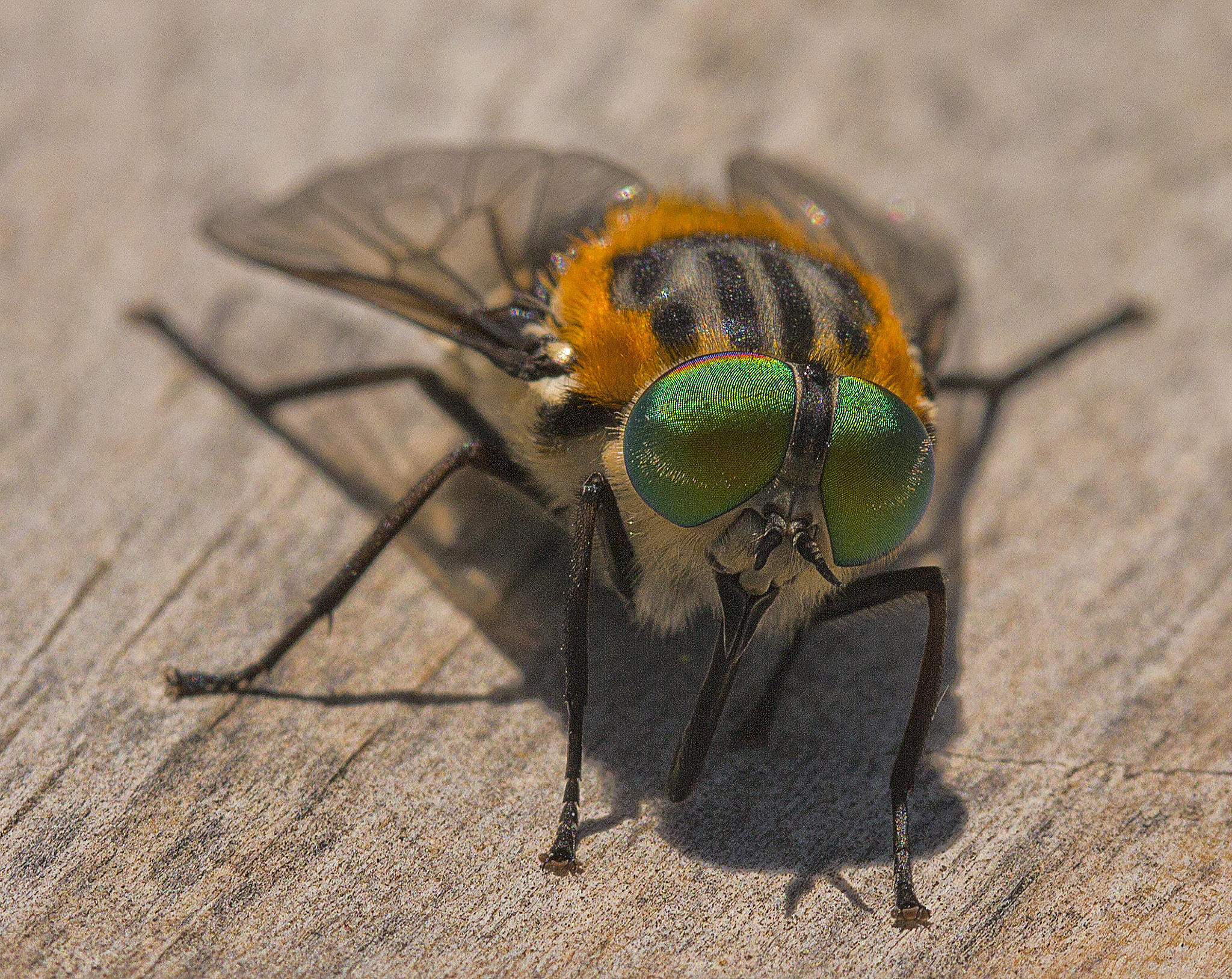 Canon EF 100mm F2.8L Macro IS USM sample photo. Fly macro photography