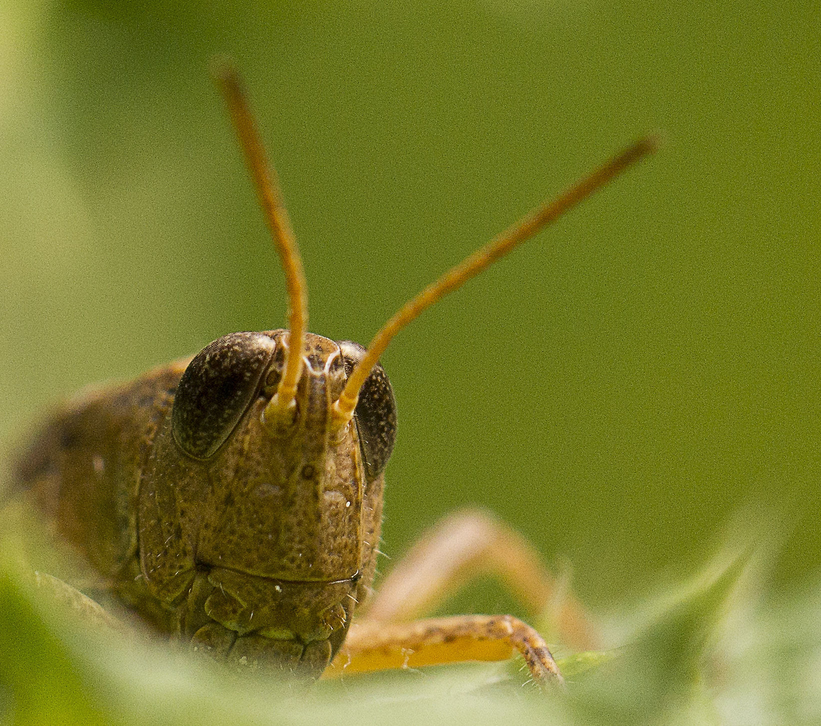 Canon EF 100mm F2.8L Macro IS USM sample photo. Grasshopper photography