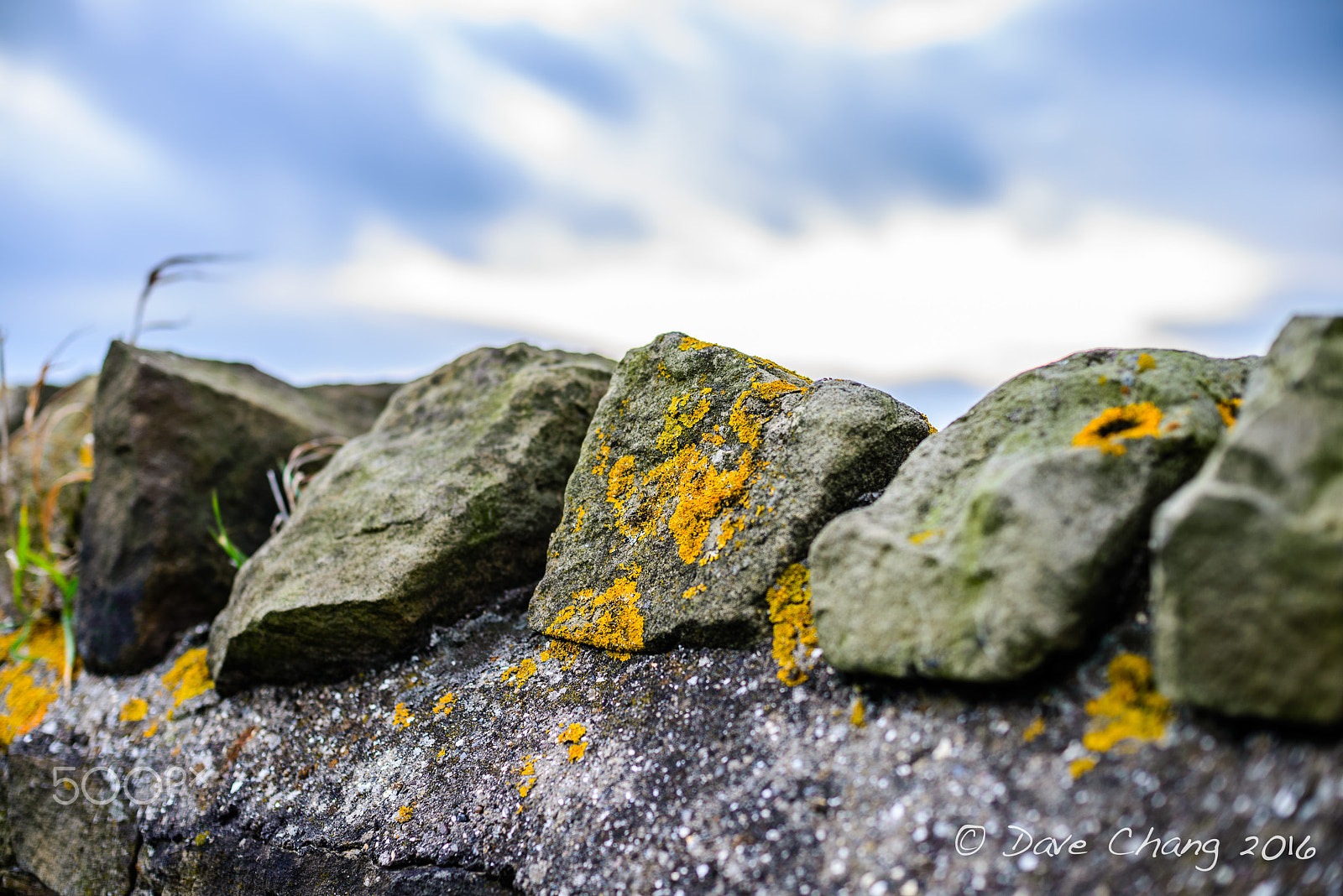 AF Nikkor 50mm f/1.4 sample photo. Lichen wall photography