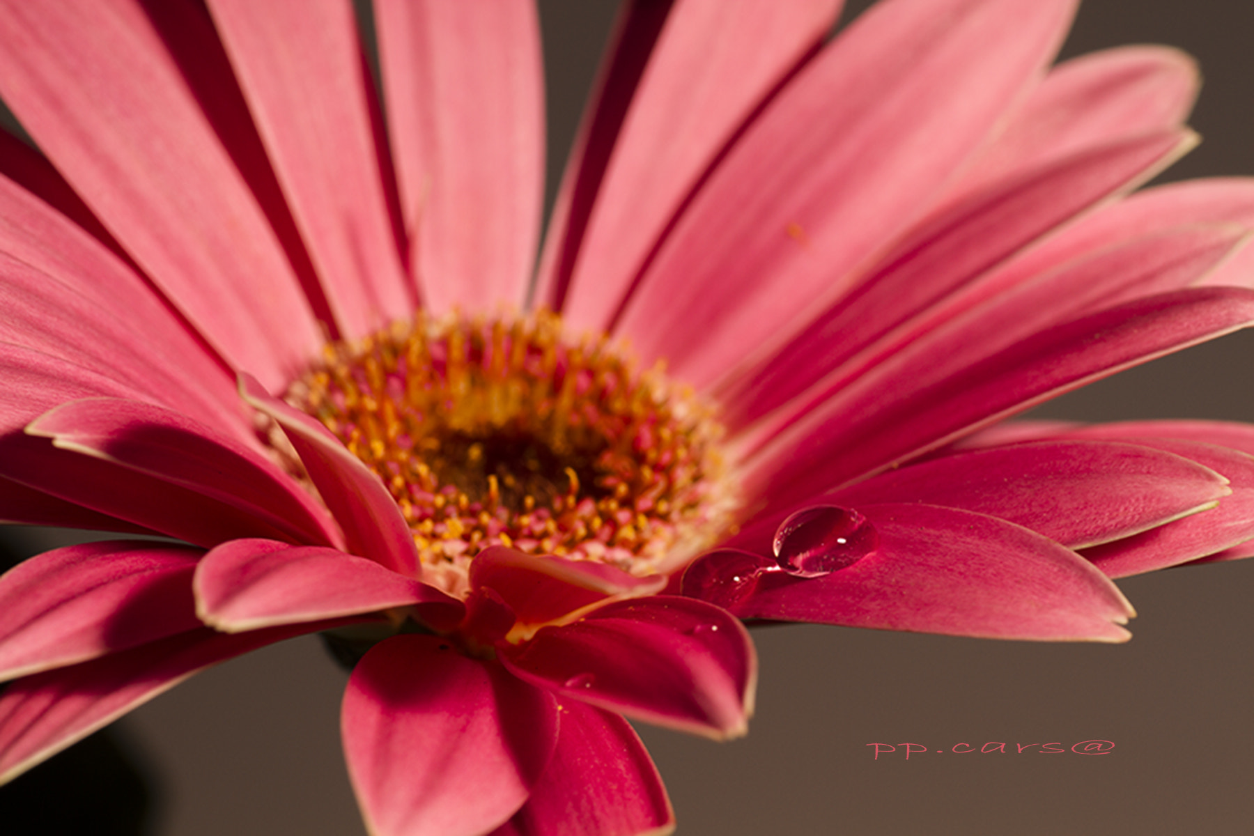 Canon EOS 7D + Tamron SP AF 90mm F2.8 Di Macro sample photo. Flowers photography