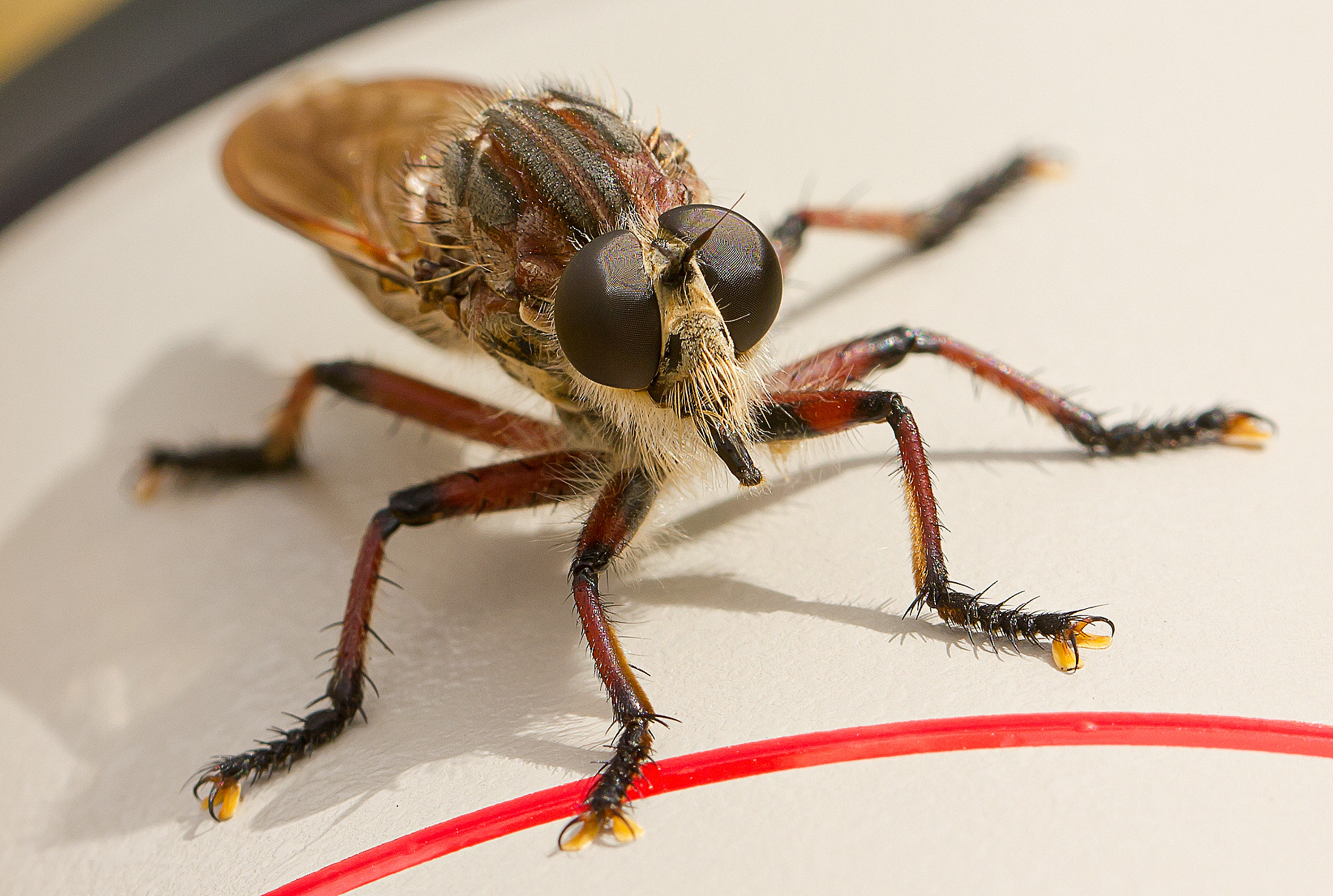 Canon EF 100mm F2.8L Macro IS USM sample photo. Robber fly macro photography