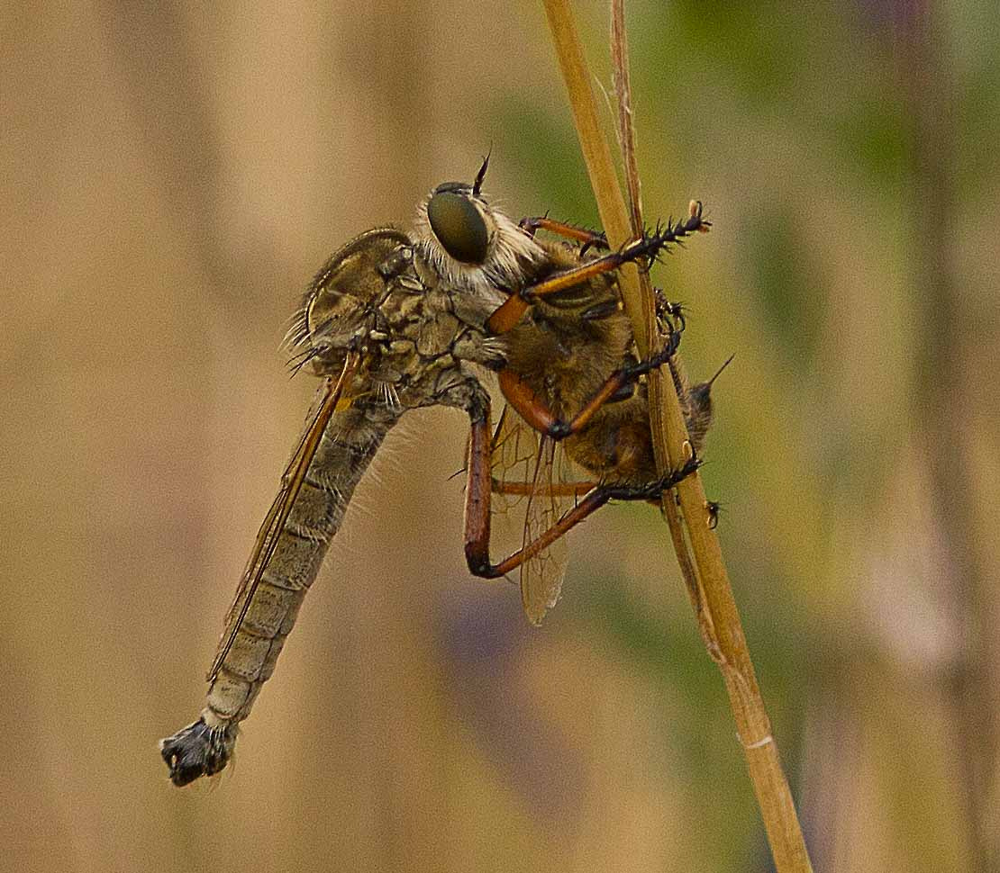 Canon EOS 550D (EOS Rebel T2i / EOS Kiss X4) sample photo. Robber fly and beetle photography