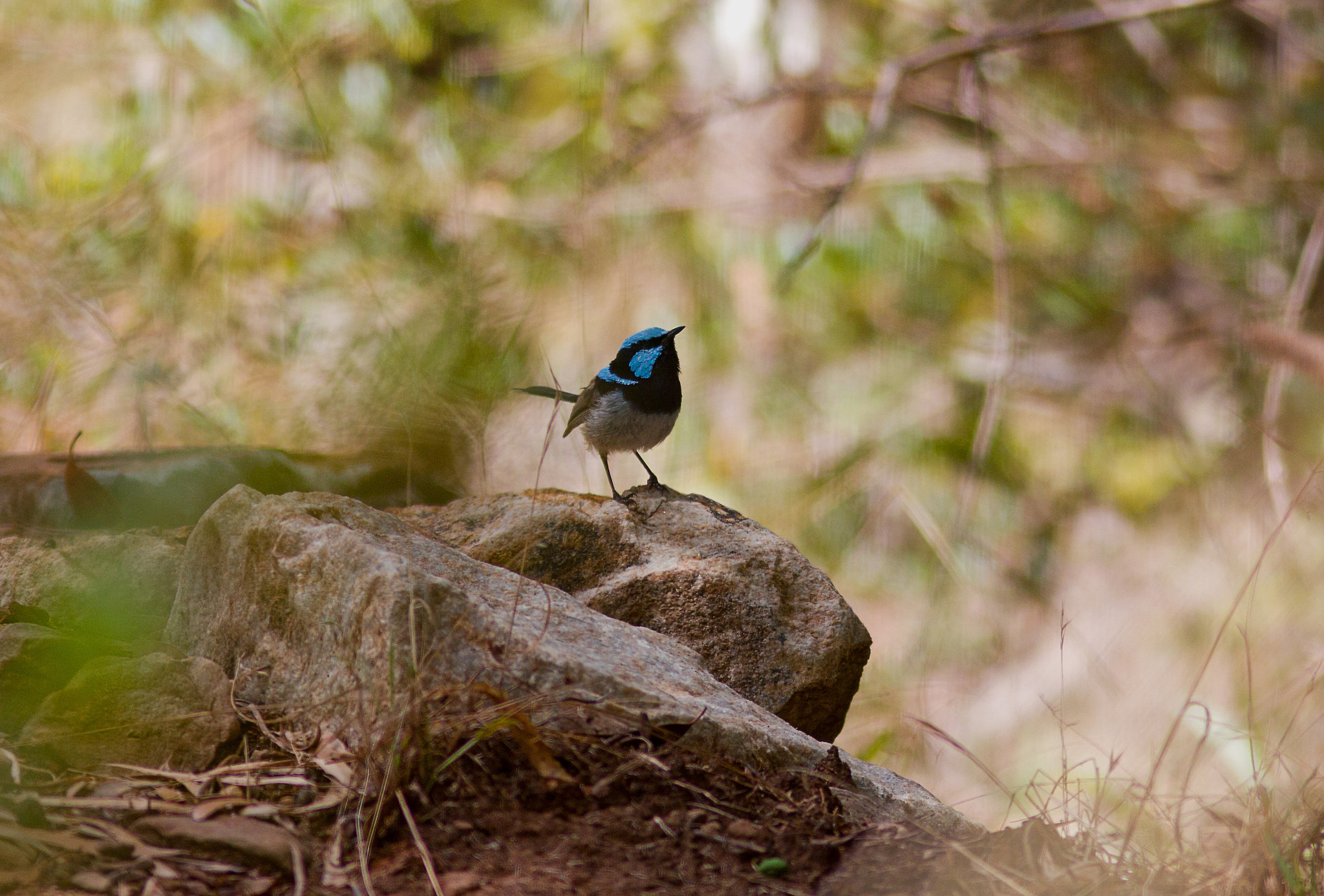 Canon EOS 550D (EOS Rebel T2i / EOS Kiss X4) + Canon EF 300mm F4L IS USM sample photo. Splendid fairy-wren photography