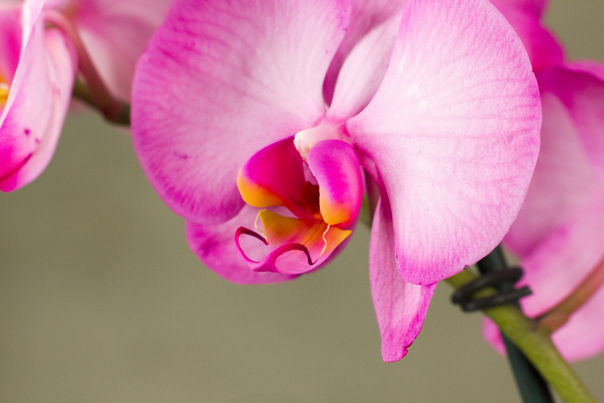 Canon EF 85mm F1.8 USM sample photo. Img photography
