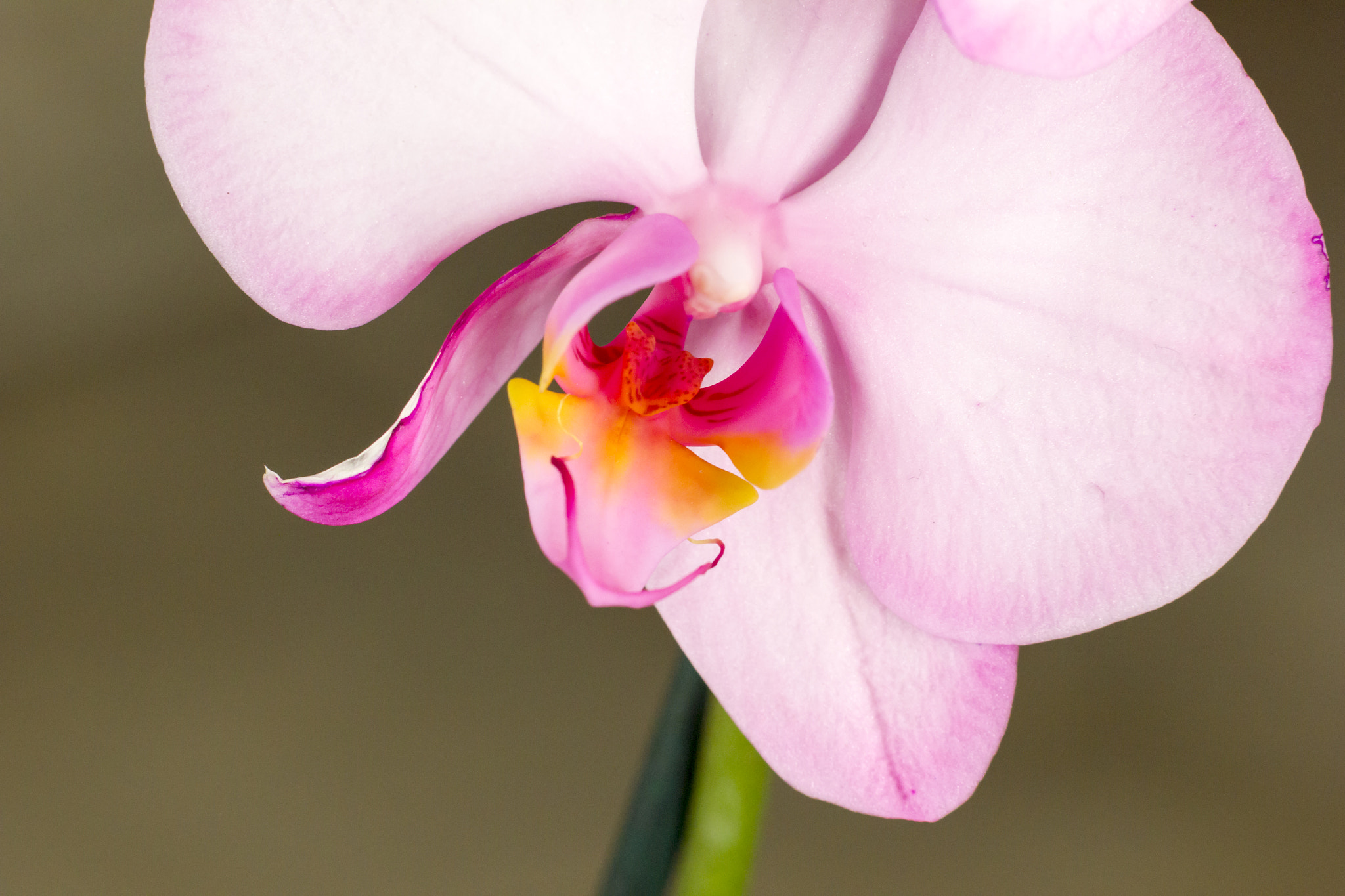 Canon EF 85mm F1.8 USM sample photo. Img photography