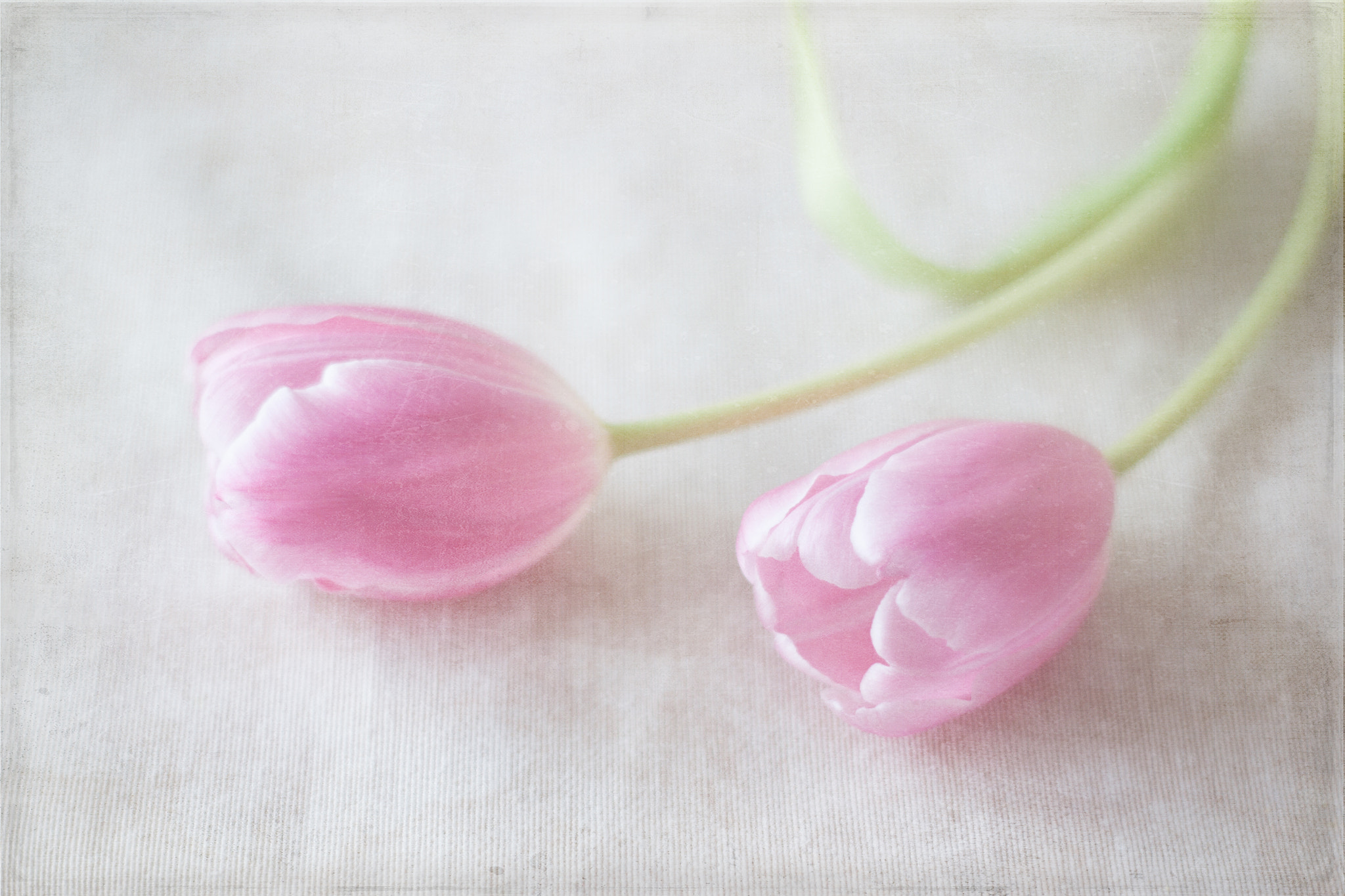 Canon EF 35-80mm f/4-5.6 sample photo. Tulipanes ii photography