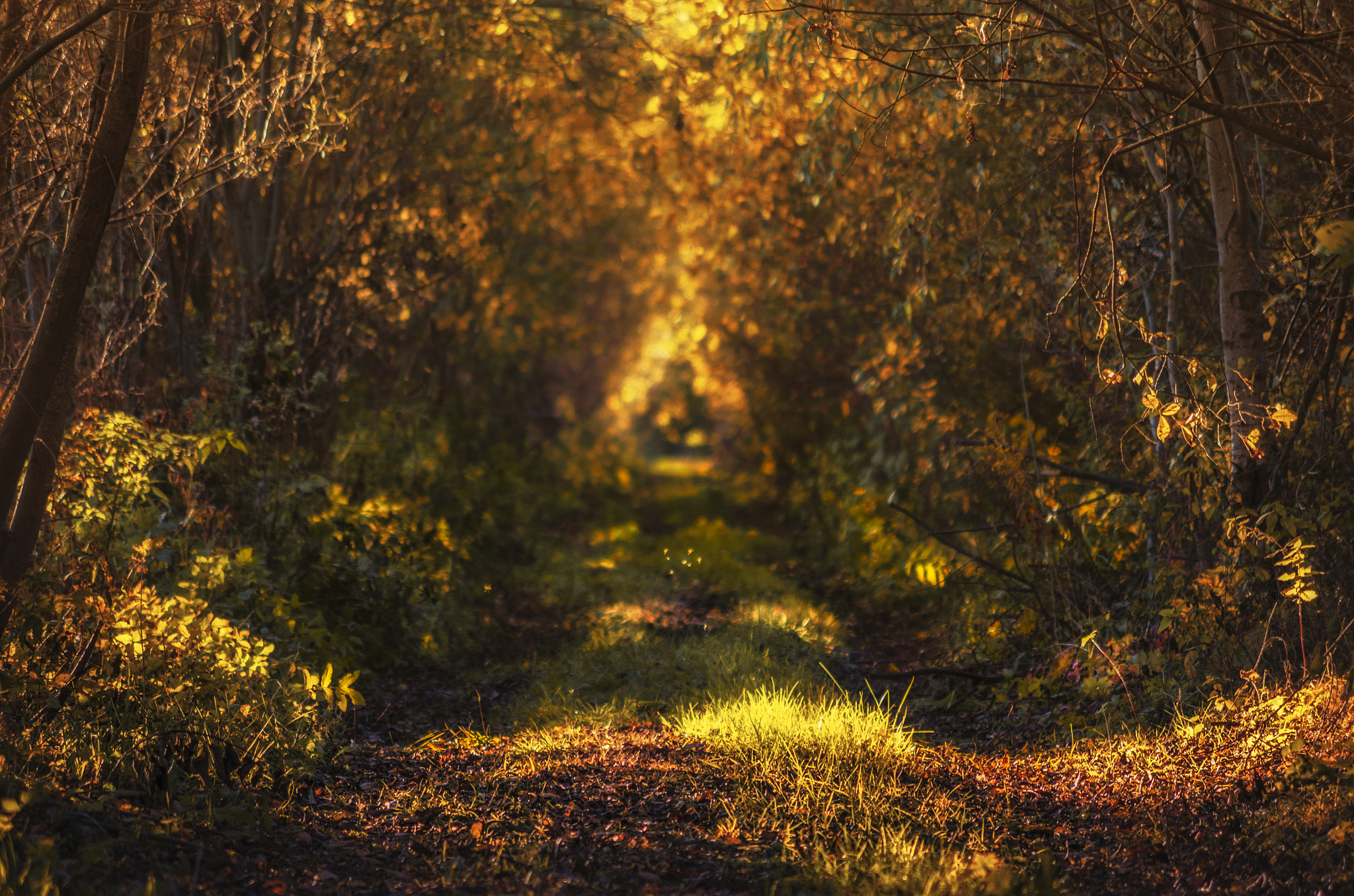 Pentax smc DA 50-200mm F4-5.6 ED sample photo. Golden road photography