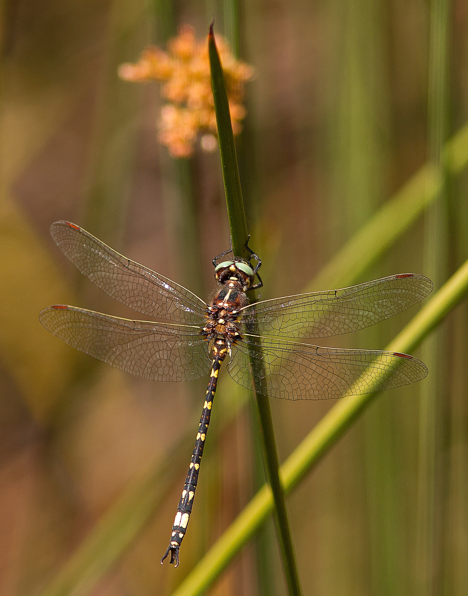 Canon EOS 550D (EOS Rebel T2i / EOS Kiss X4) + Canon EF 300mm F4L IS USM sample photo. Dragonfly photography