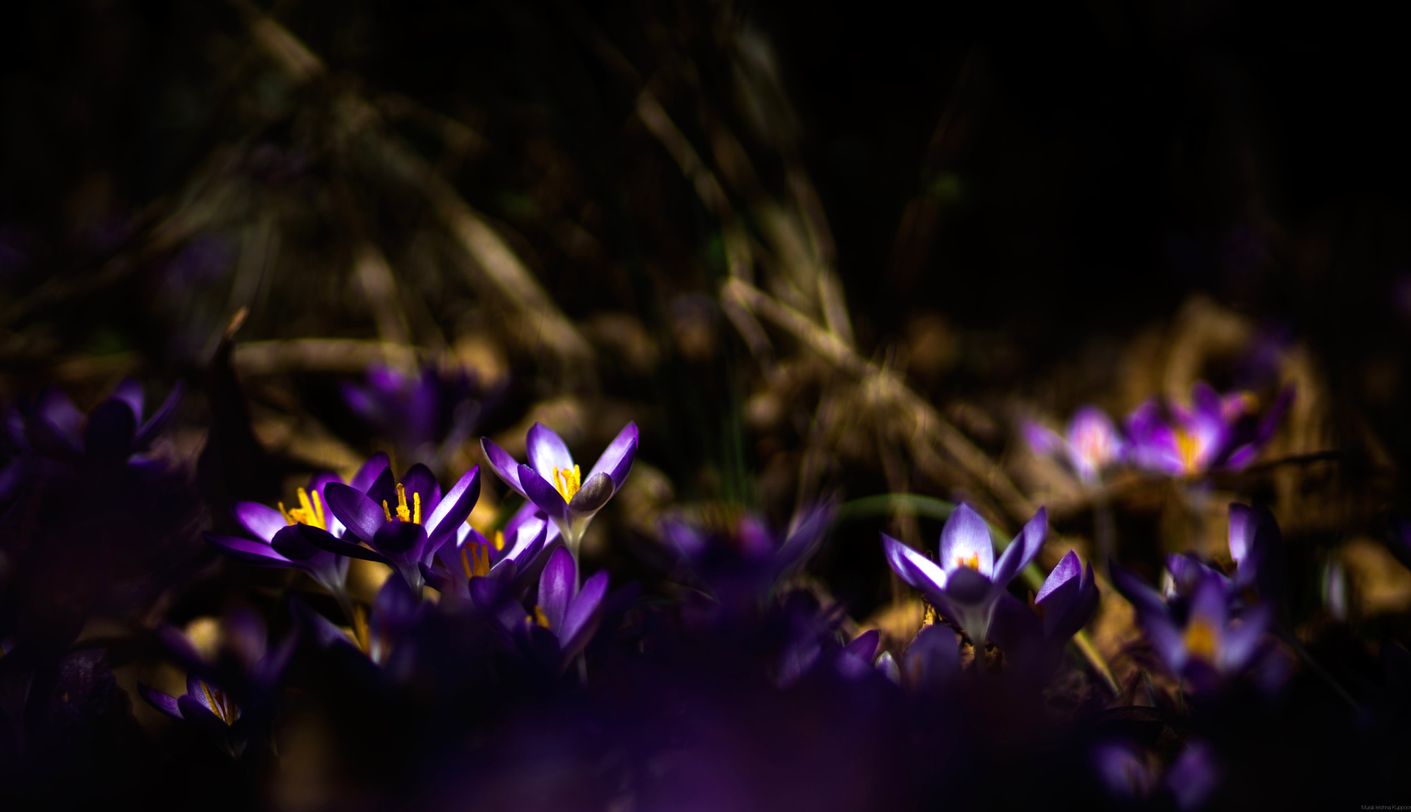 Sony a7 II + Canon EF 85mm F1.8 USM sample photo. Wild flowers photography