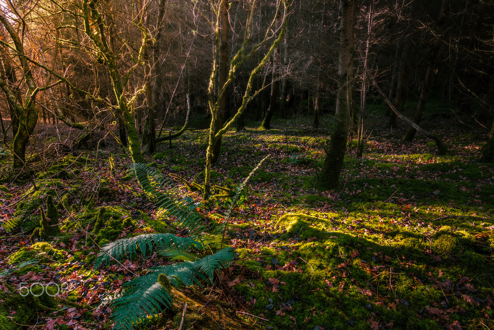 Nikon AF-S Nikkor 17-35mm F2.8D ED-IF sample photo. Sun shadows photography