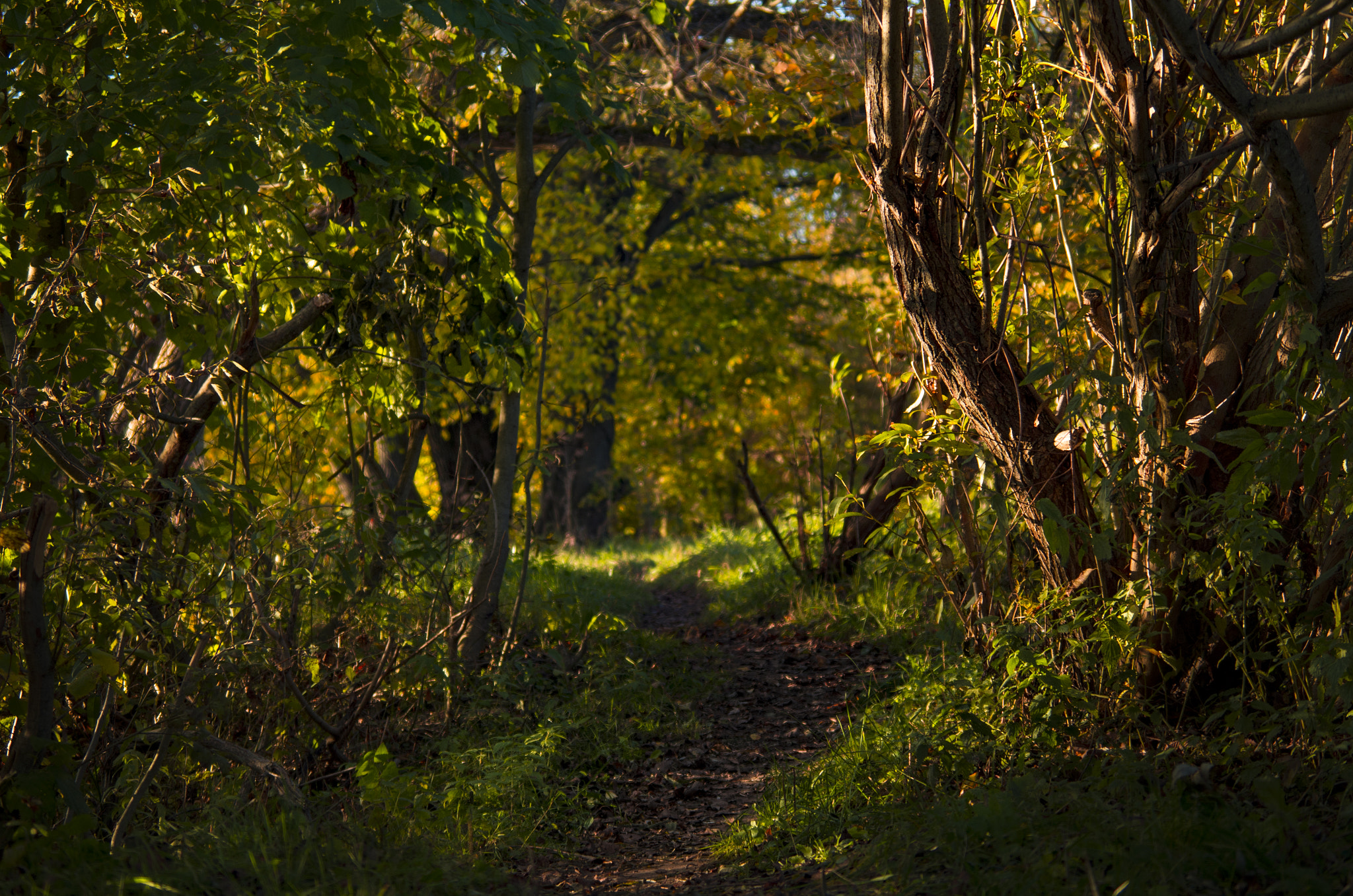 Pentax smc DA 50-200mm F4-5.6 ED sample photo. To the shire photography