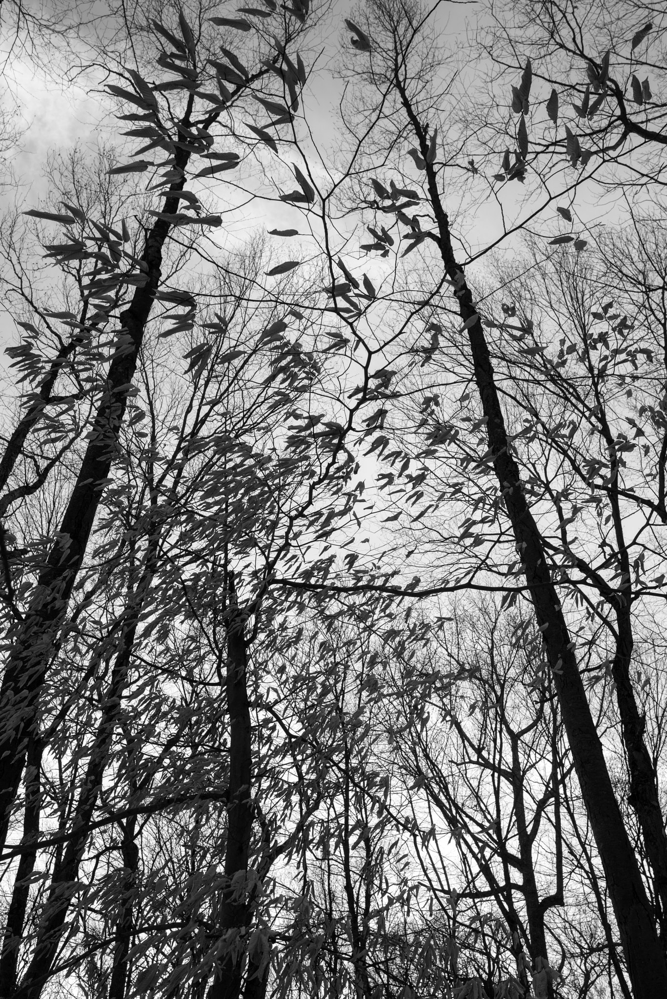 Pentax K-1 sample photo. Beech leaves on winter trees photography