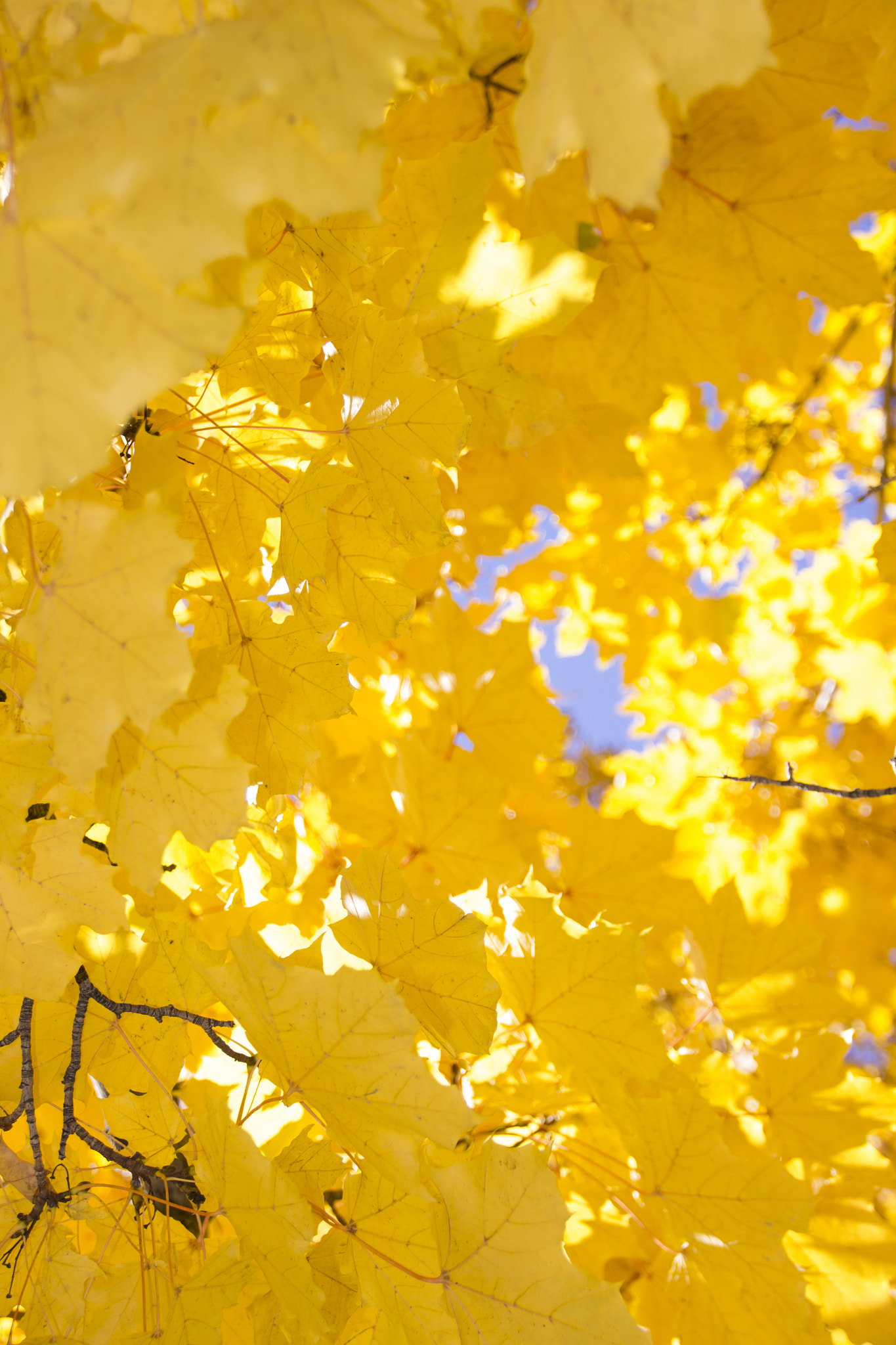 Canon EOS 600D (Rebel EOS T3i / EOS Kiss X5) sample photo. Autumn layers photography