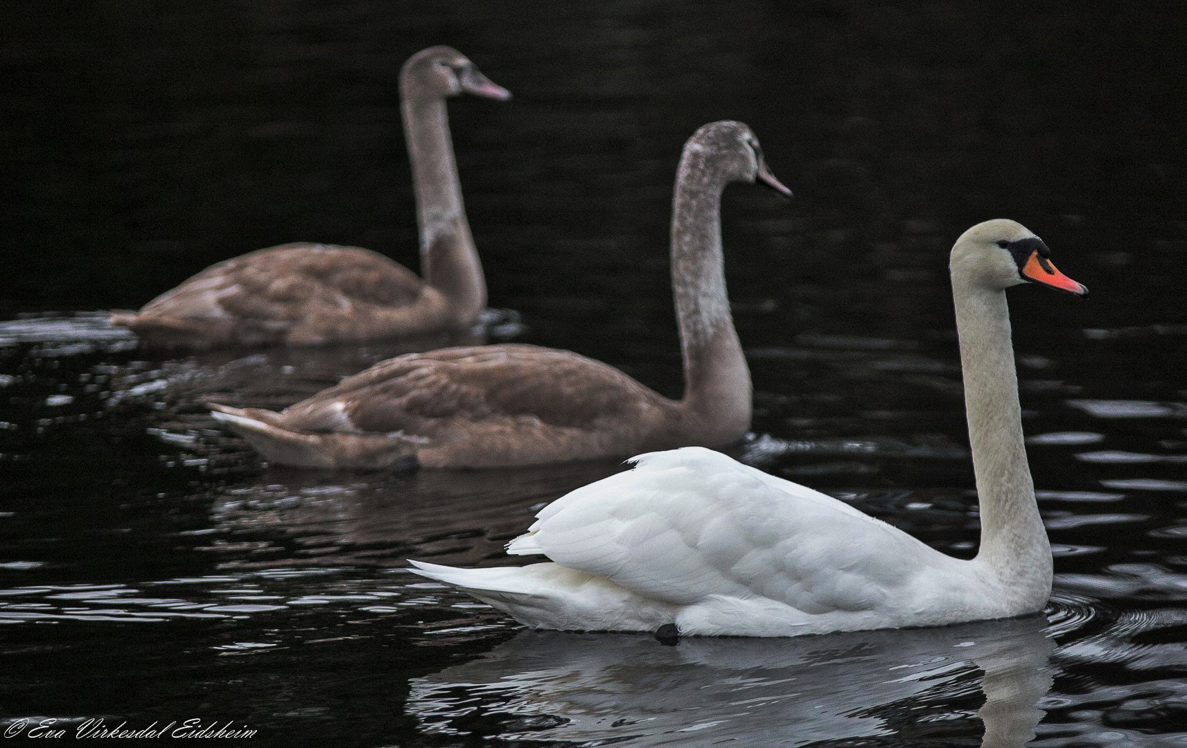Canon EOS 6D + Tamron SP AF 70-200mm F2.8 Di LD (IF) MACRO sample photo. Swans ..... norway photography