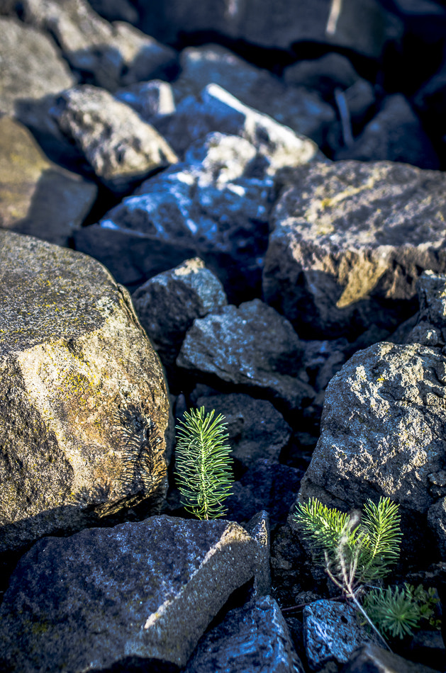 Pentax K-5 sample photo. Ordinary life photography