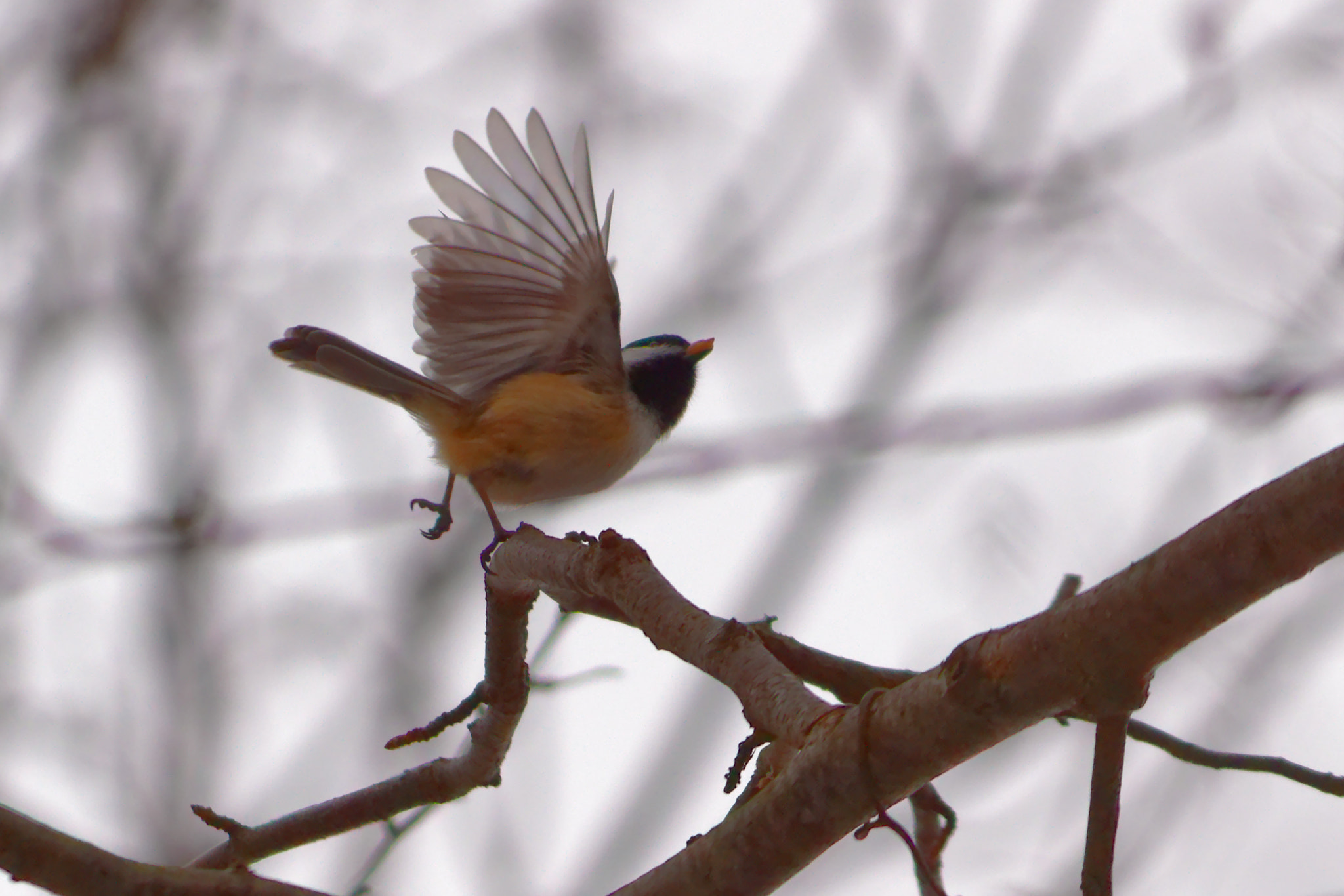 Canon EOS 100D (EOS Rebel SL1 / EOS Kiss X7) sample photo. Black caped chickadee. photography