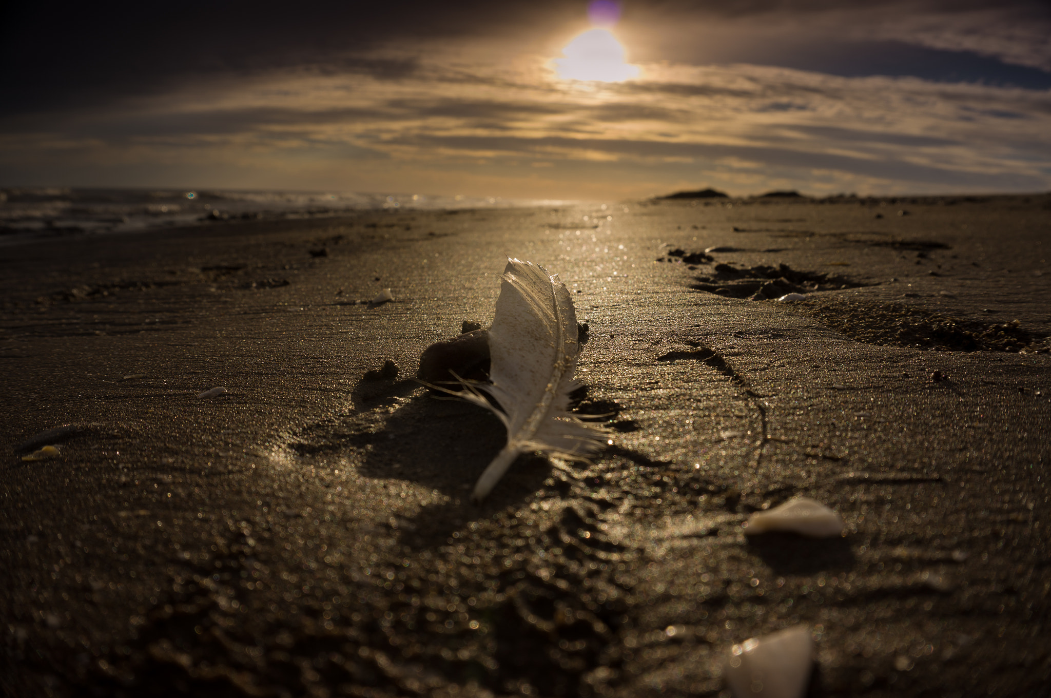 Sony Alpha NEX-5N sample photo. Dove photography