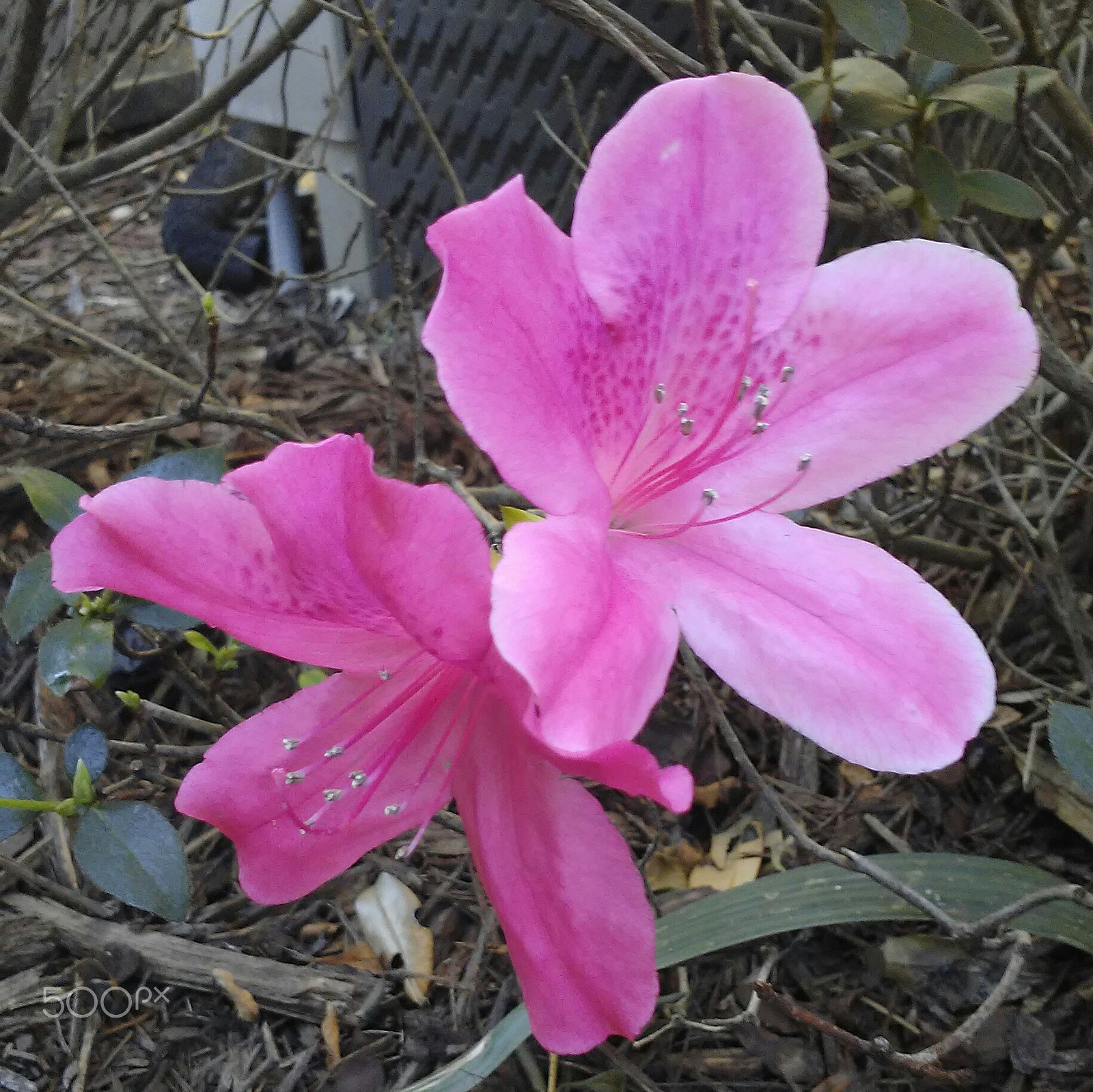LG K10 sample photo. Pink flowers in florida photography