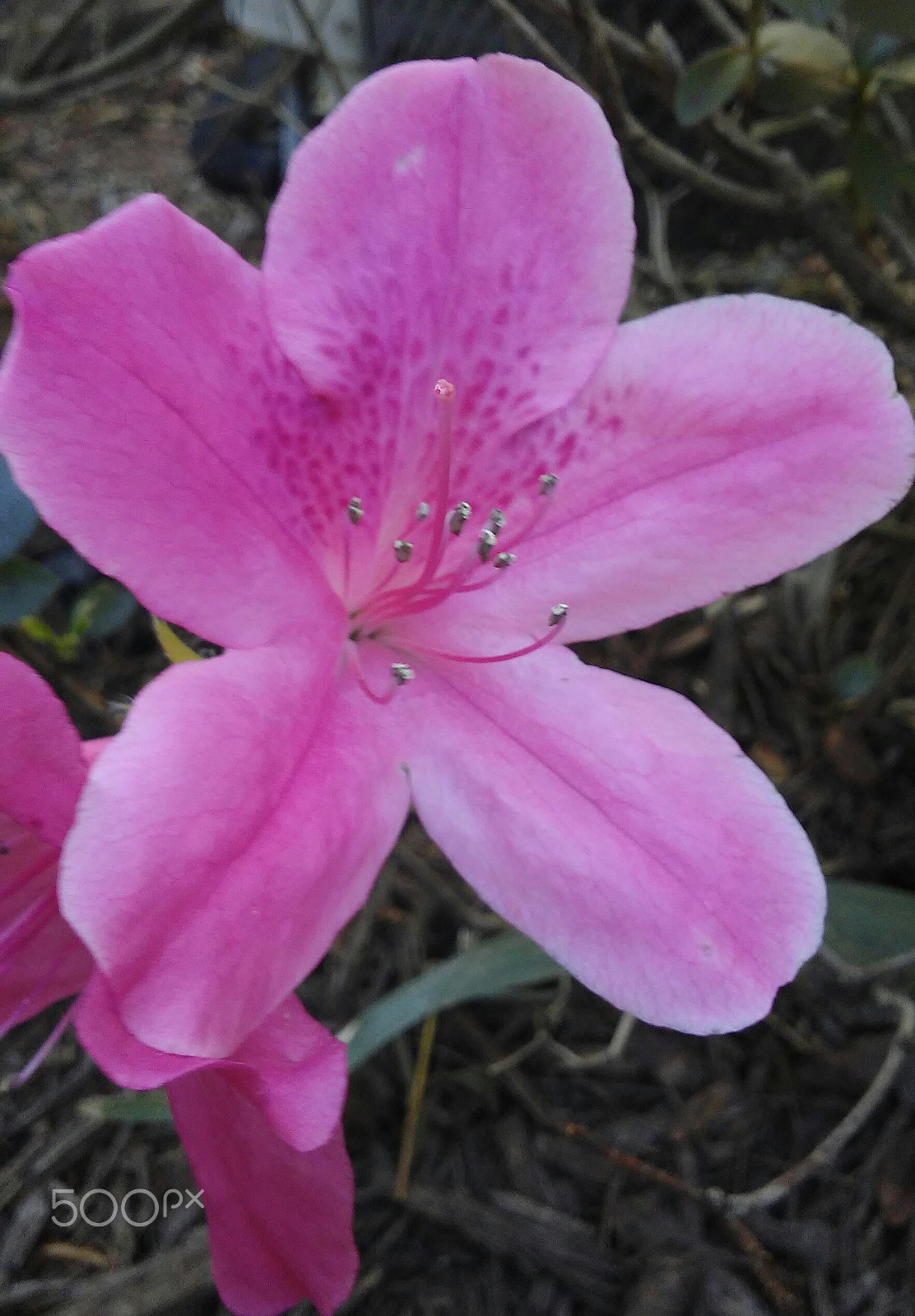 LG K10 sample photo. Pink flowers in florida photography
