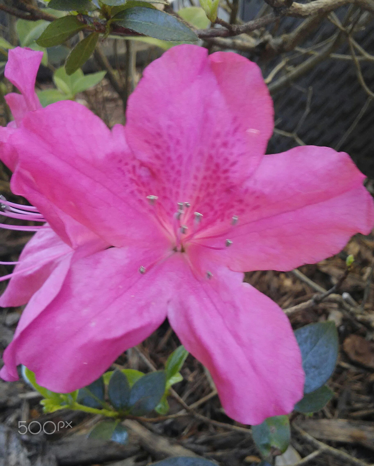 LG K10 sample photo. Pink flowers in florida photography