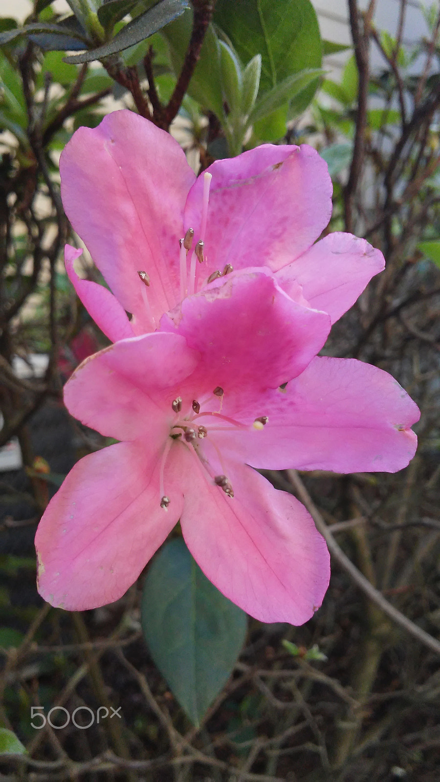 LG K10 sample photo. Pink flowers in florida photography