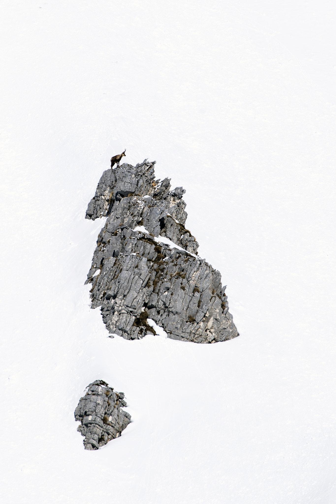Nikon AF-S Nikkor 200-500mm F5.6E ED VR sample photo. Cad photography