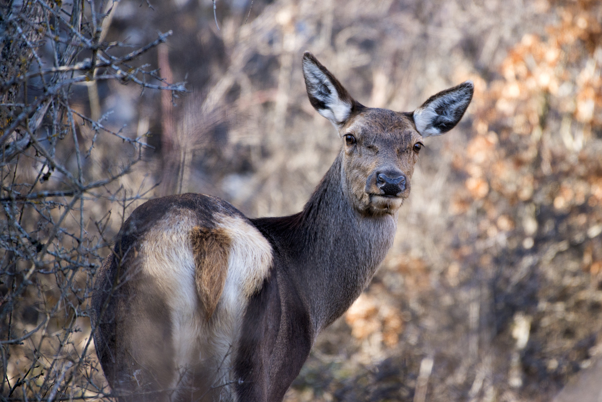 Nikon AF-S Nikkor 200-500mm F5.6E ED VR sample photo. Cad photography