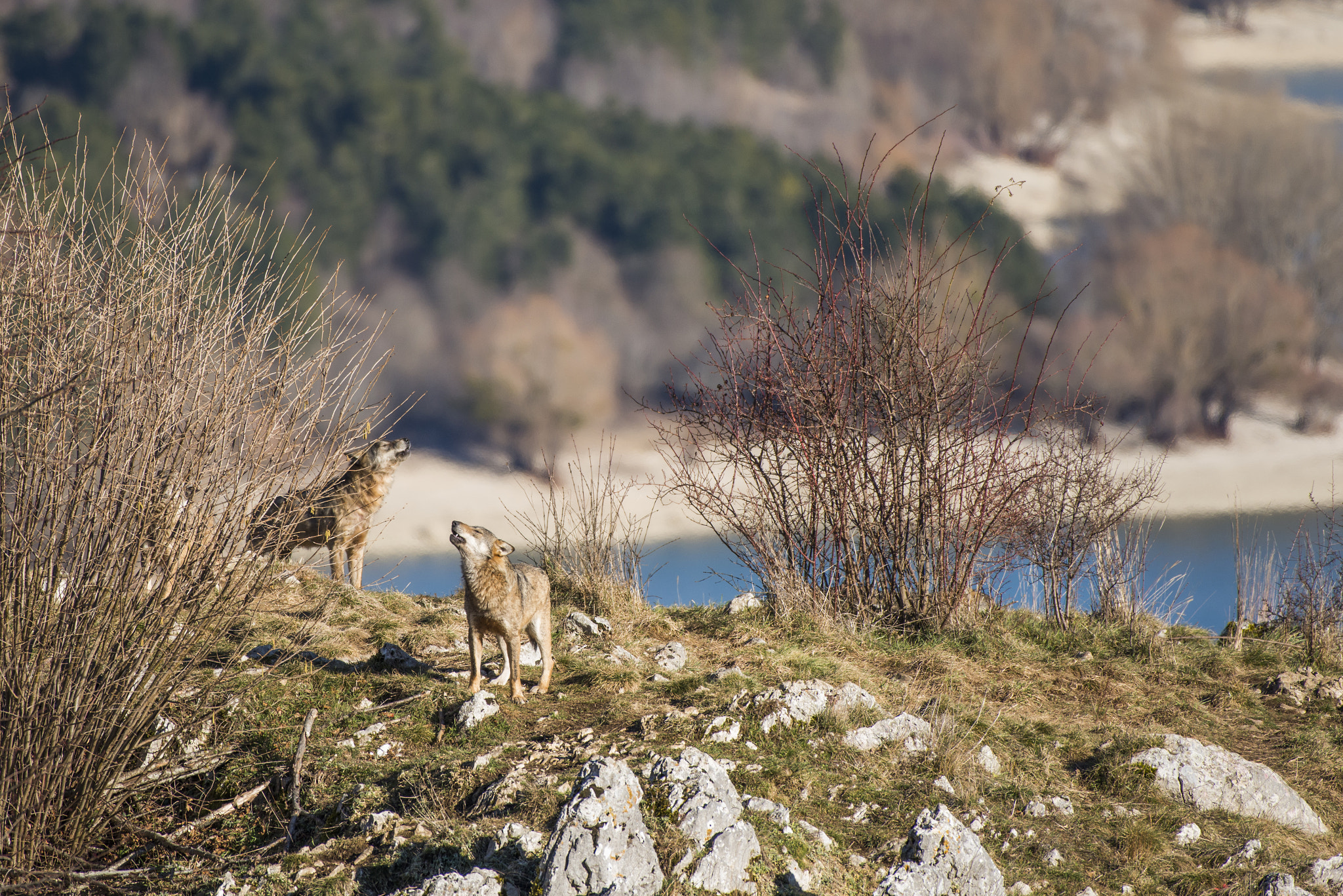 Nikon AF-S Nikkor 200-500mm F5.6E ED VR sample photo. Cad photography
