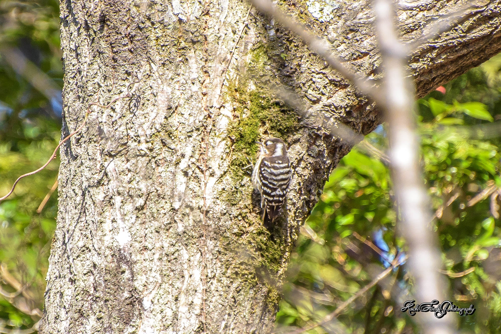 Nikon D810 sample photo. During woodpecker meals photography
