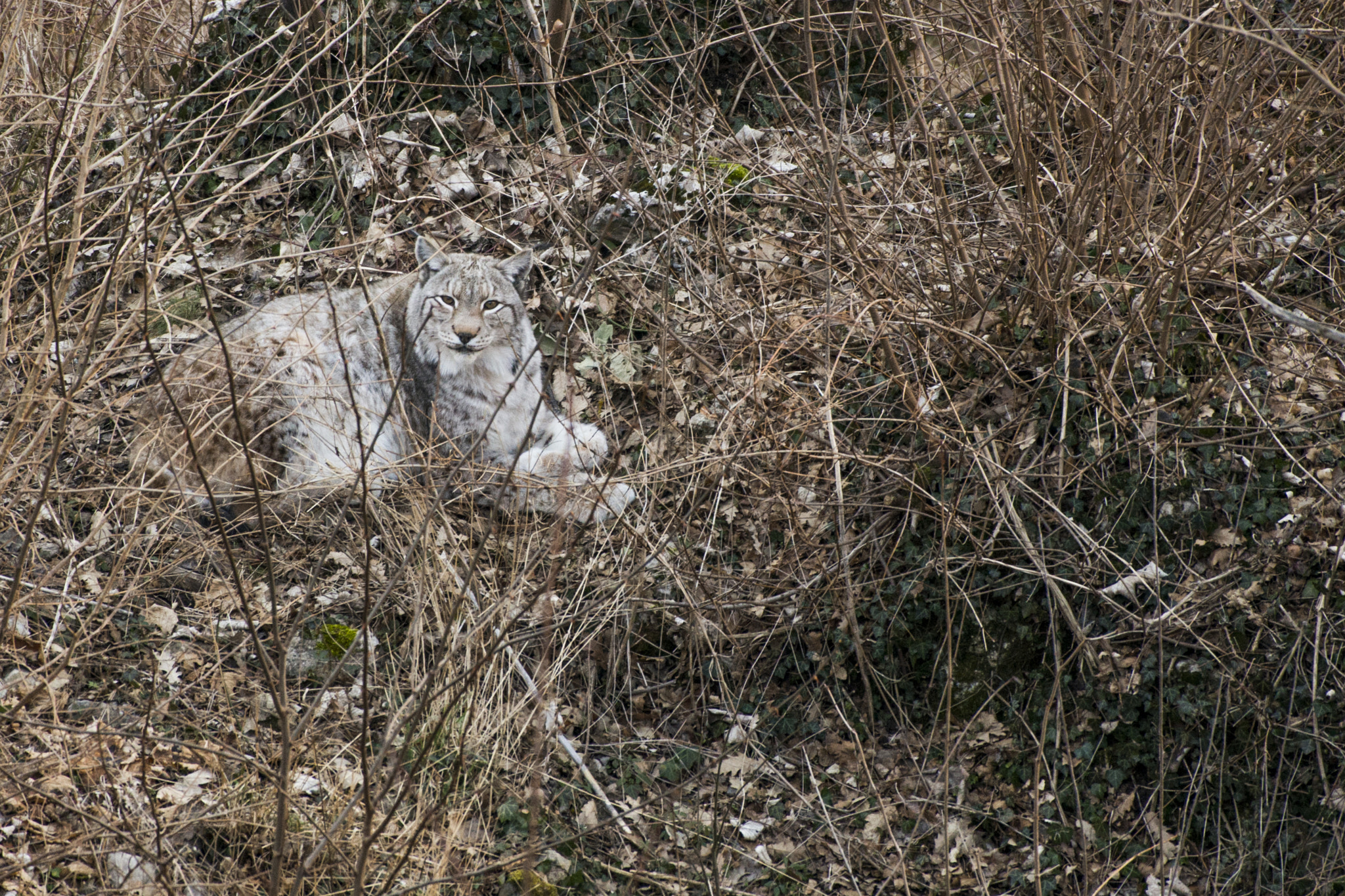 Nikon AF-S Nikkor 200-500mm F5.6E ED VR sample photo. Cad photography