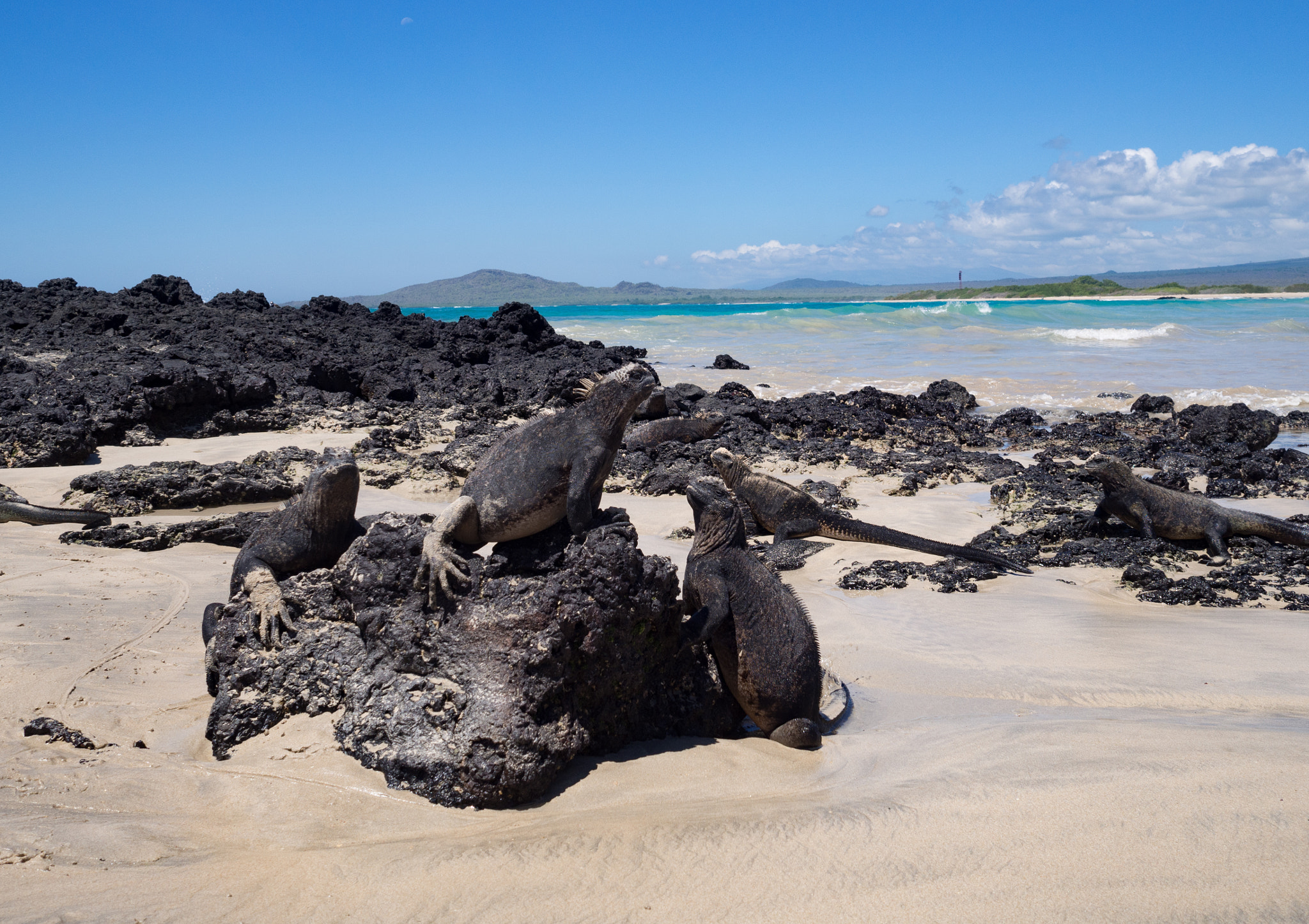 Olympus OM-D E-M10 II + Olympus M.Zuiko Digital 17mm F1.8 sample photo. Iguanas (galapagos) photography