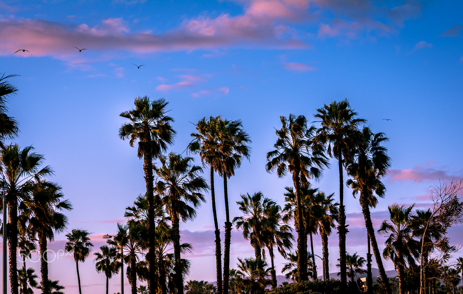 Nikon AF-S Nikkor 70-200mm F4G ED VR sample photo. Palm trees photography